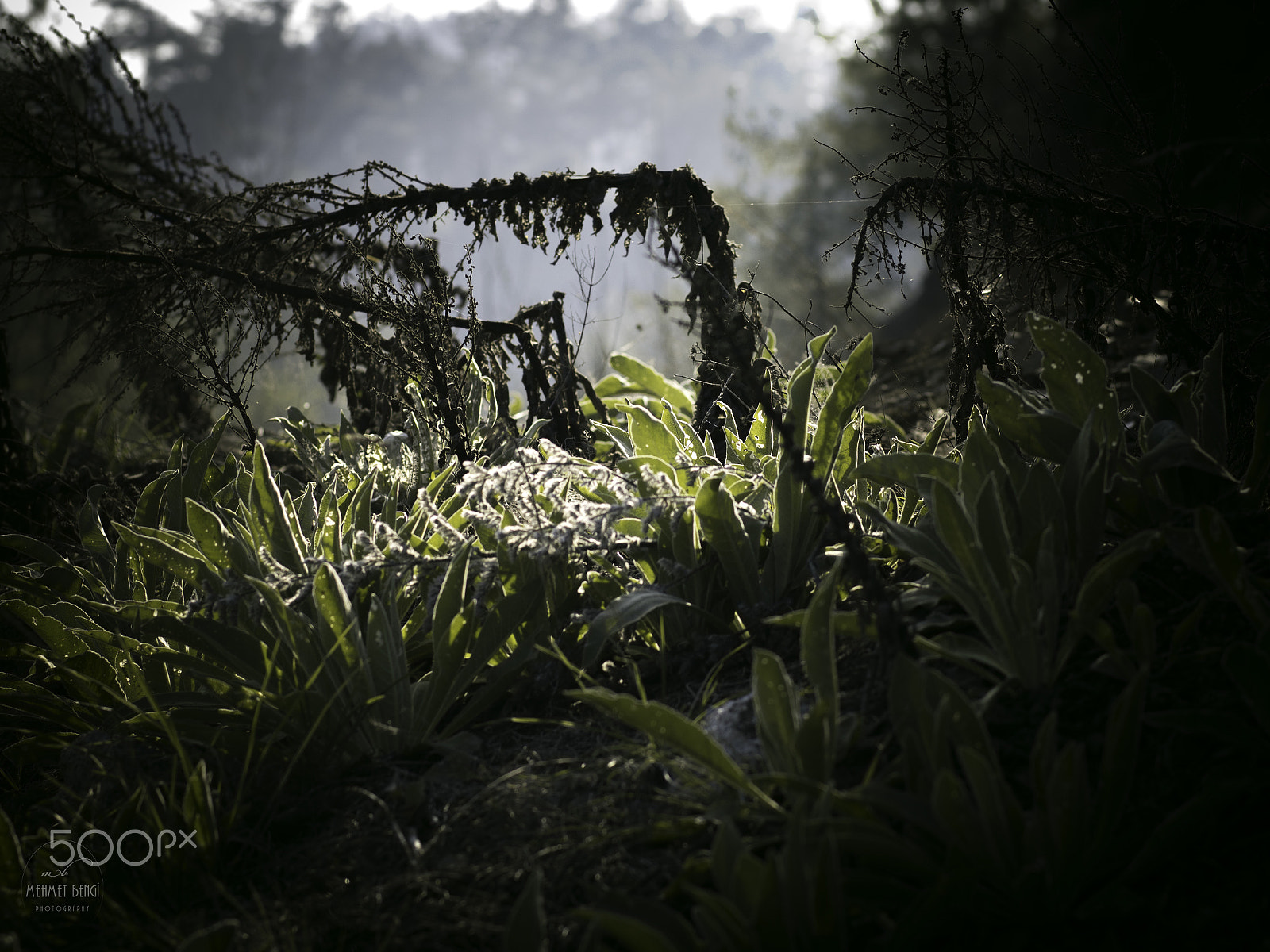 Canon EOS 750D (EOS Rebel T6i / EOS Kiss X8i) + Canon EF 85mm F1.8 USM sample photo. Forest sleep photography