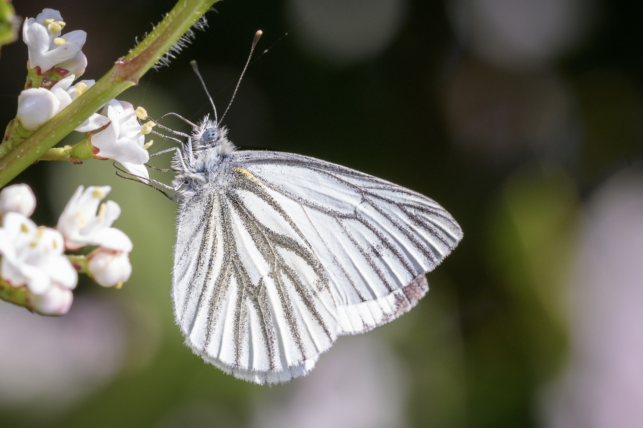 Sigma 150mm F2.8 EX DG OS Macro HSM sample photo. Jaz photography