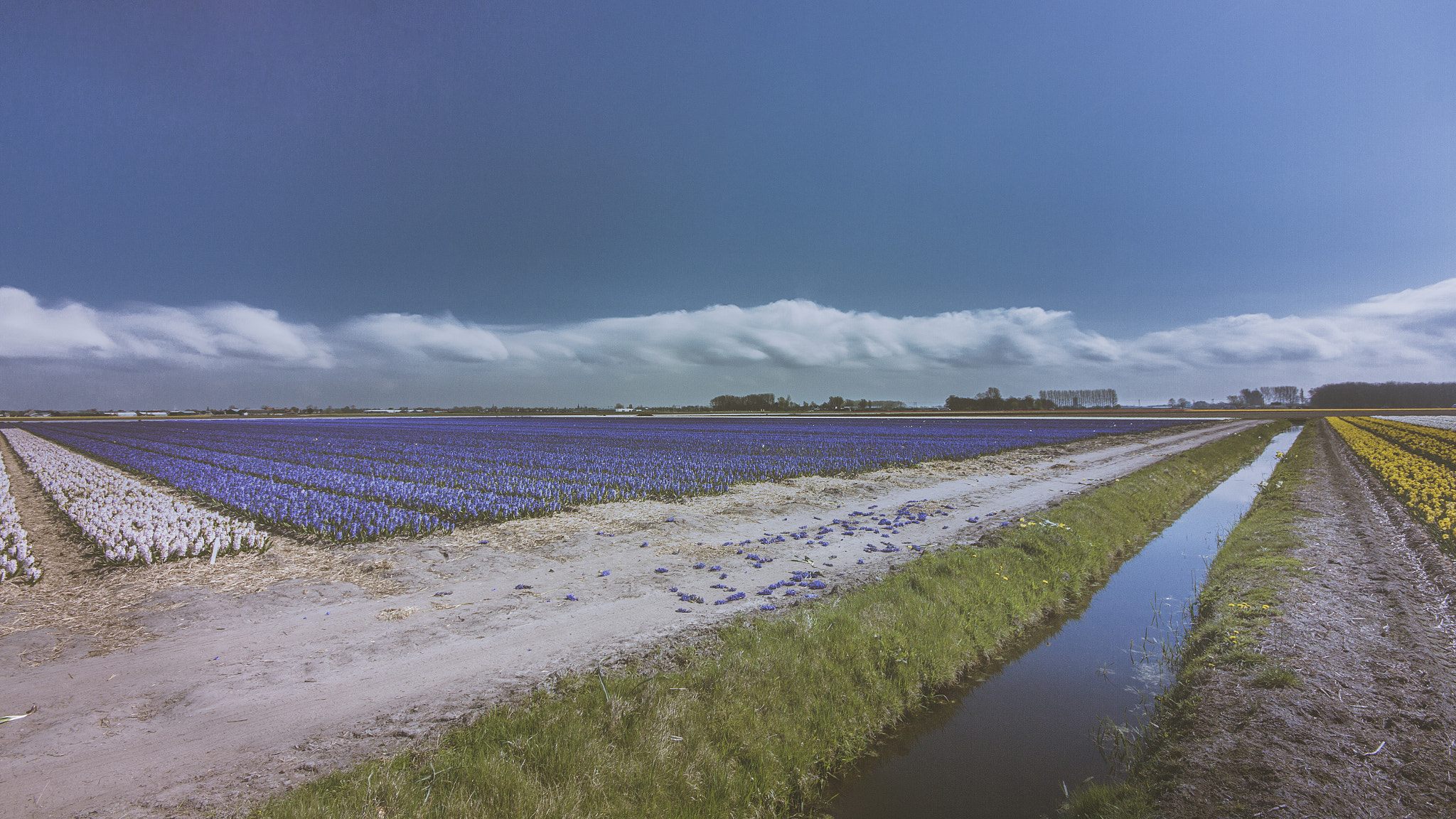 Canon EOS 7D + Sigma 10-20mm F4-5.6 EX DC HSM sample photo. Hyacinth perspective photography