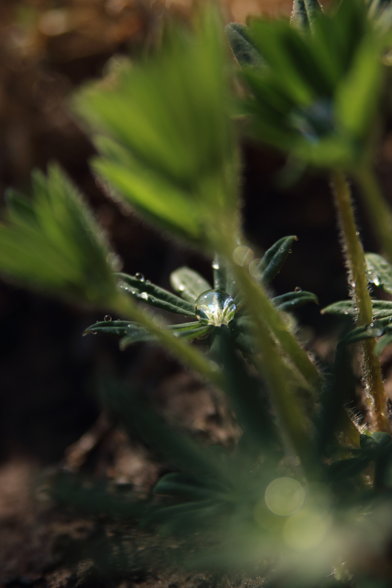 Canon EOS 750D (EOS Rebel T6i / EOS Kiss X8i) sample photo. Morning in the garden photography