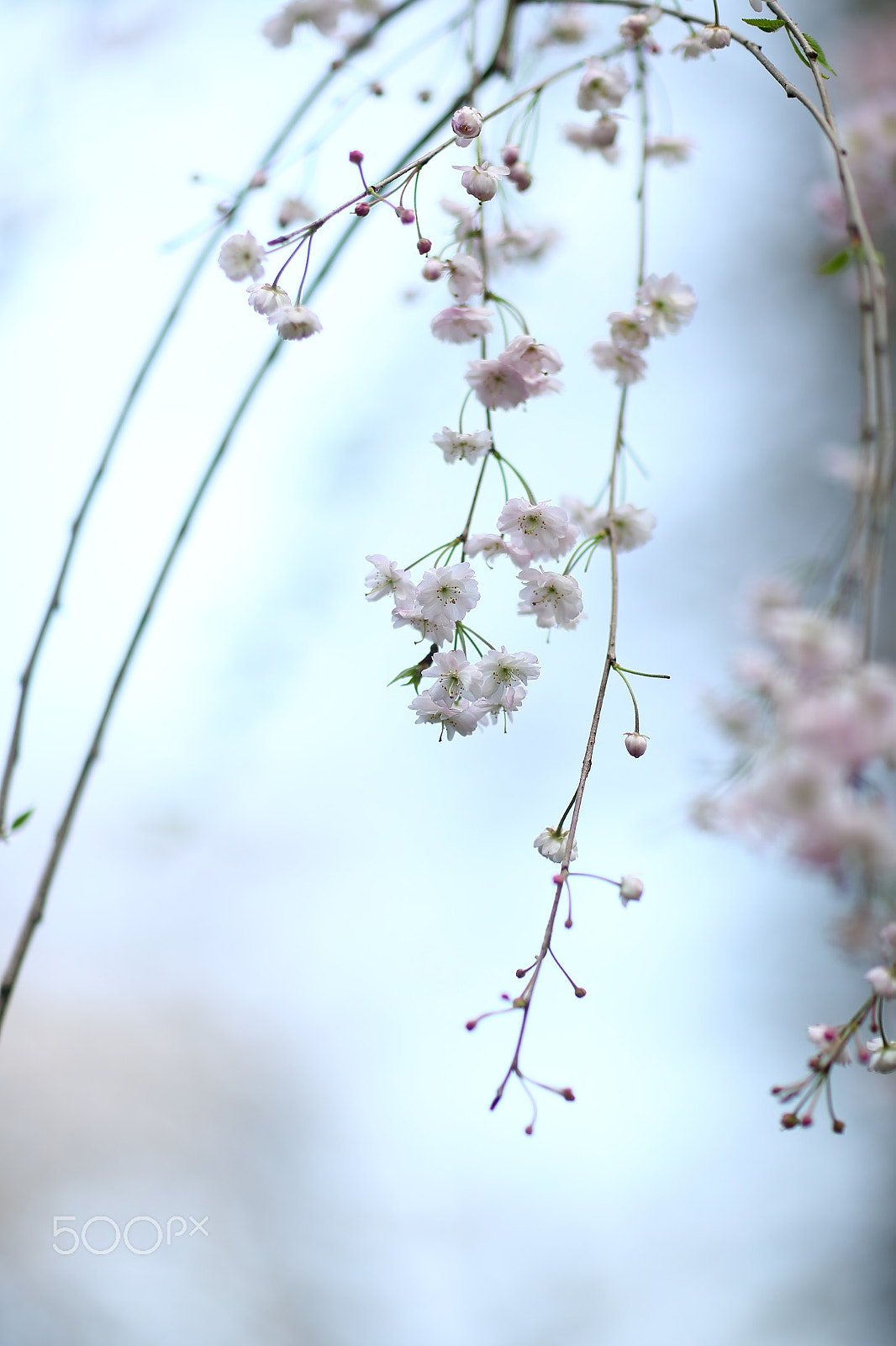 Canon EF 85mm F1.2L II USM sample photo. 垂柳樱 photography
