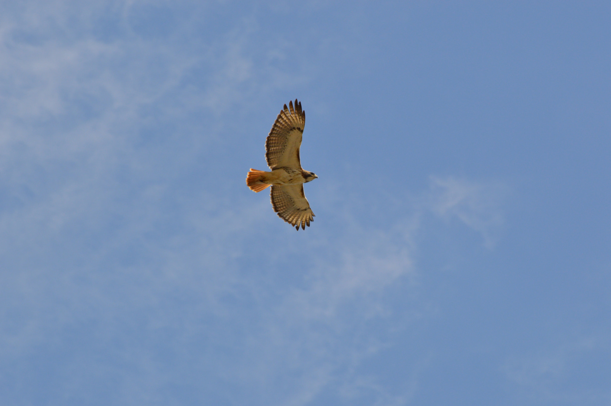 Nikon D3200 sample photo. Soaring photography