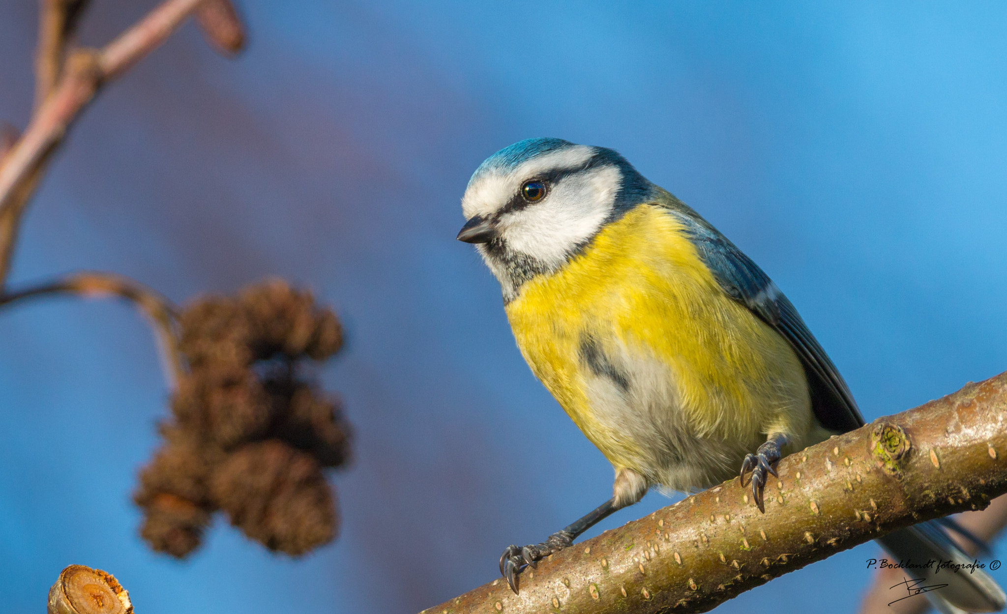 150-600mm F5-6.3 DG OS HSM | Contemporary 015 sample photo. Blue tit photography