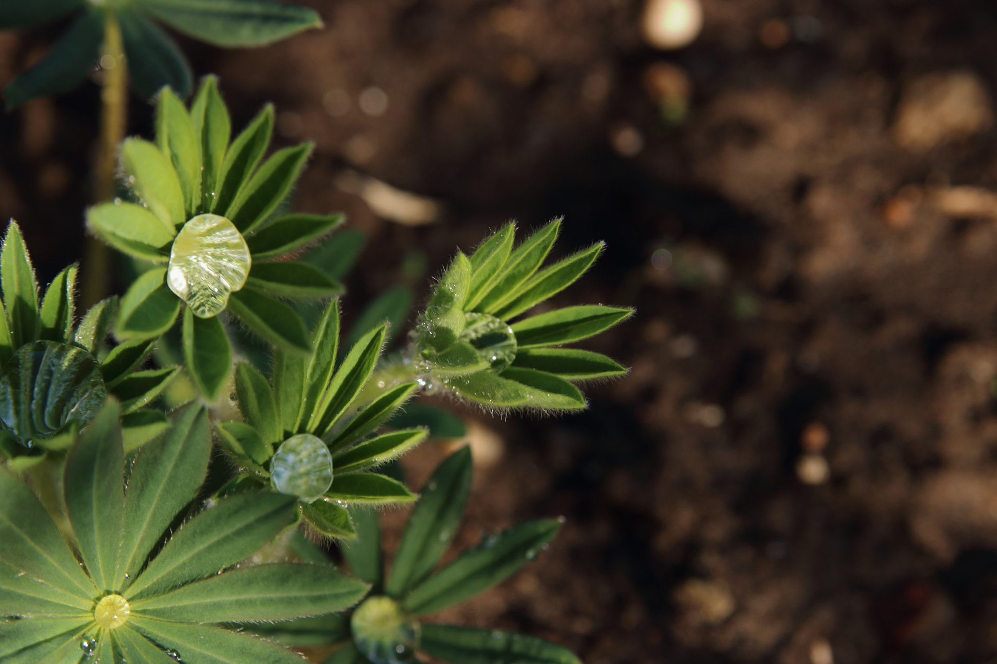 Canon EOS 750D (EOS Rebel T6i / EOS Kiss X8i) sample photo. Morning in the garden photography