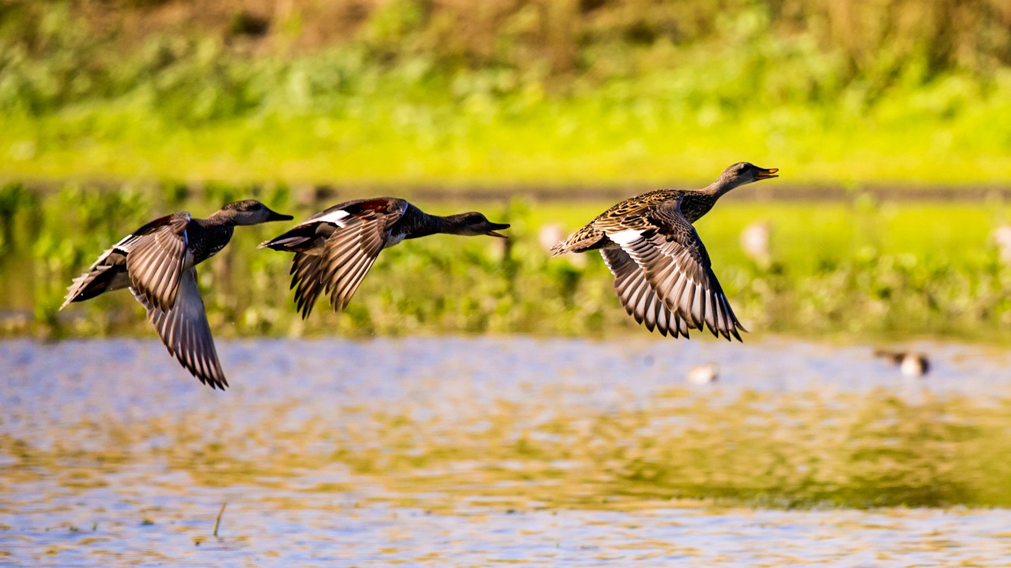 Canon EOS-1D X sample photo. Flying over photography