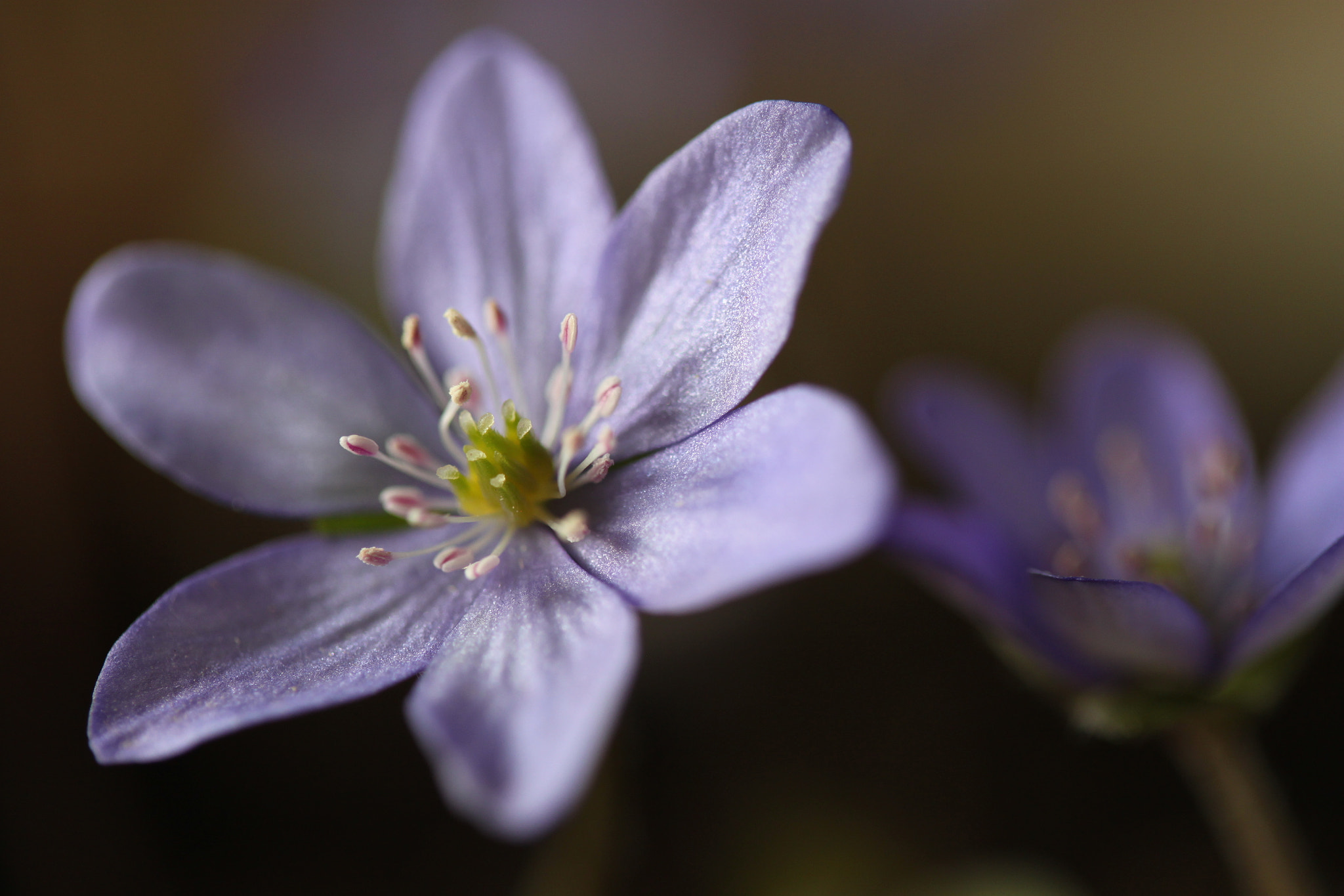 Canon EF-S 60mm F2.8 Macro USM sample photo. Leberblümchen photography