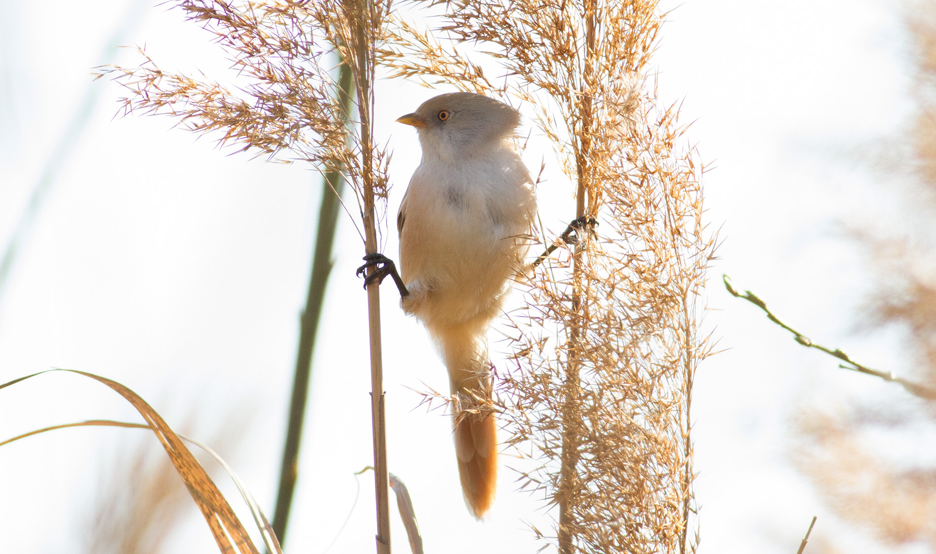 Canon EOS 7D + Canon EF 400mm F5.6L USM sample photo. Bearded tit photography