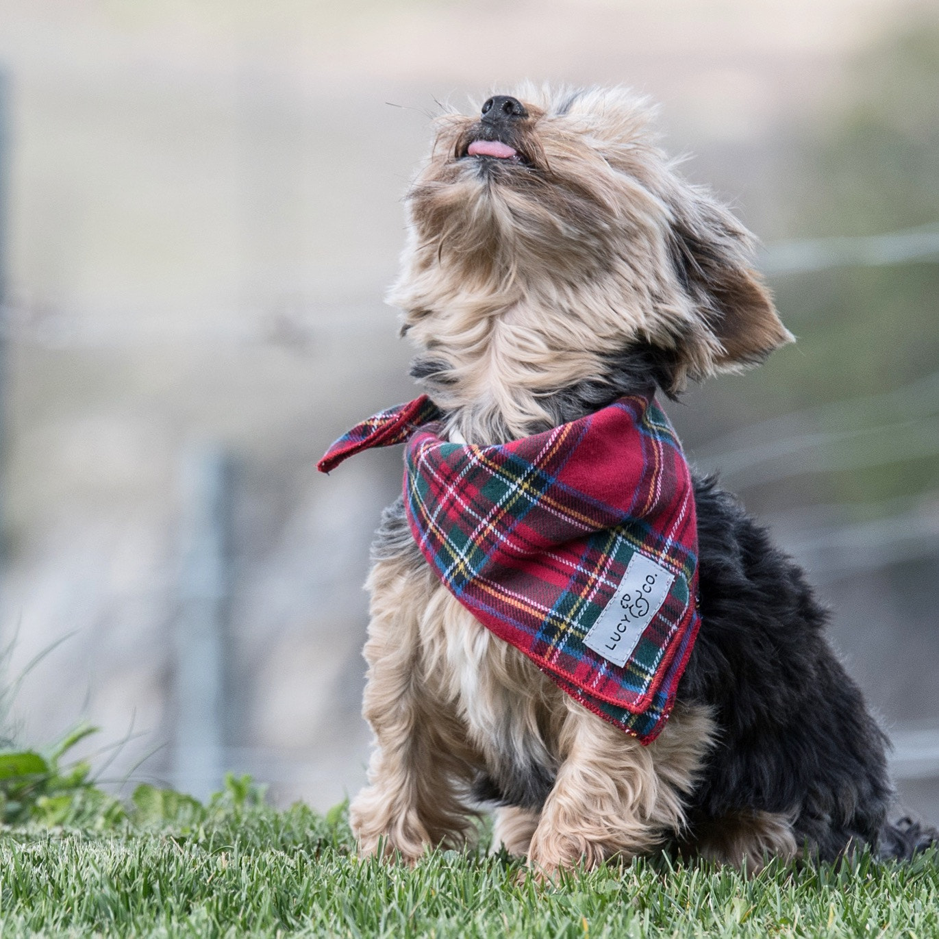 Tamron SP 70-200mm F2.8 Di VC USD sample photo. Aika "tongueouttuesday" photography