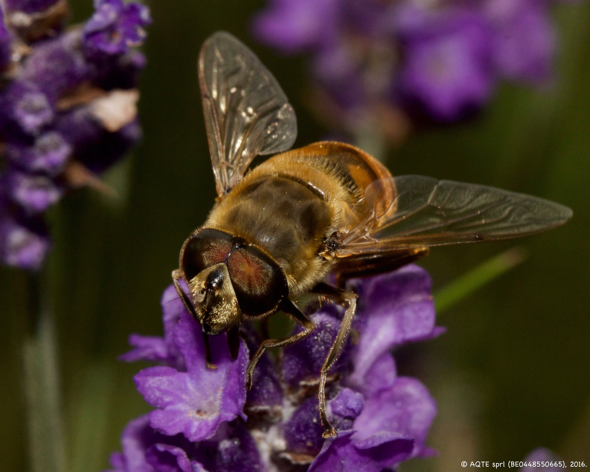 Canon EF 100mm F2.8L Macro IS USM sample photo. Cueillette photography