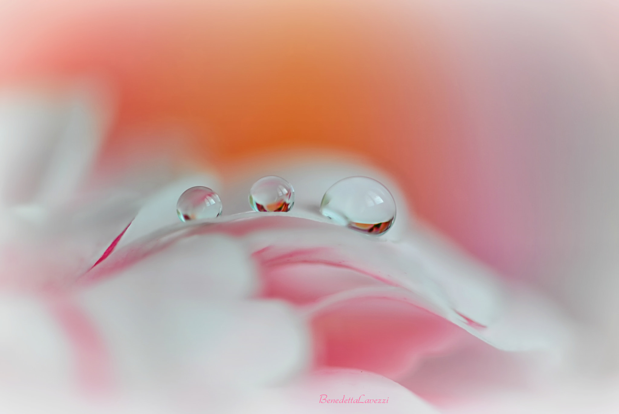 Sigma 105mm F2.8 EX DG OS HSM sample photo. Chanel photography