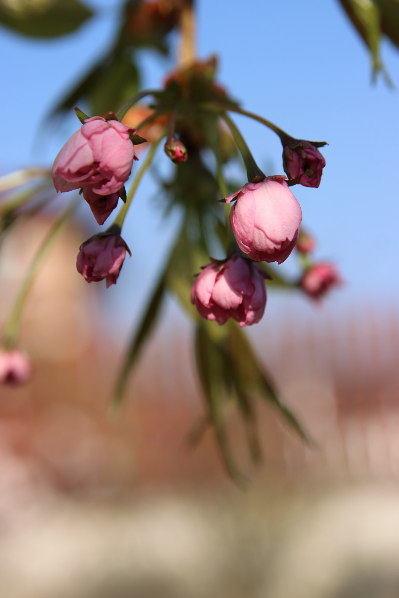 Canon EOS 750D (EOS Rebel T6i / EOS Kiss X8i) sample photo. Pink spring photography
