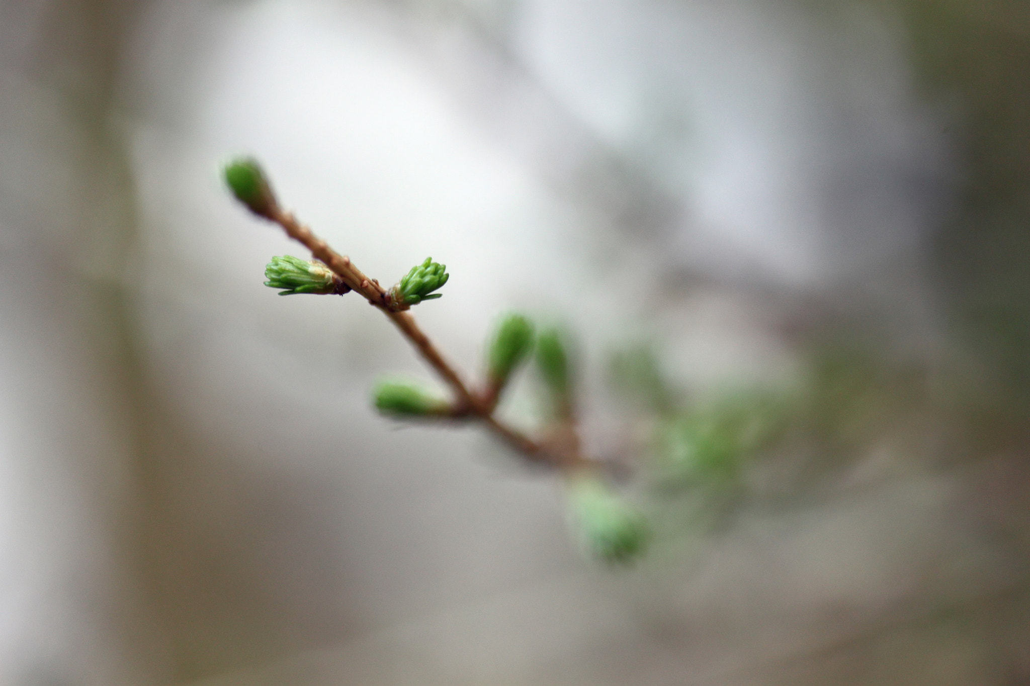 Canon EF-S 60mm F2.8 Macro USM sample photo. Frühlingserwachen photography