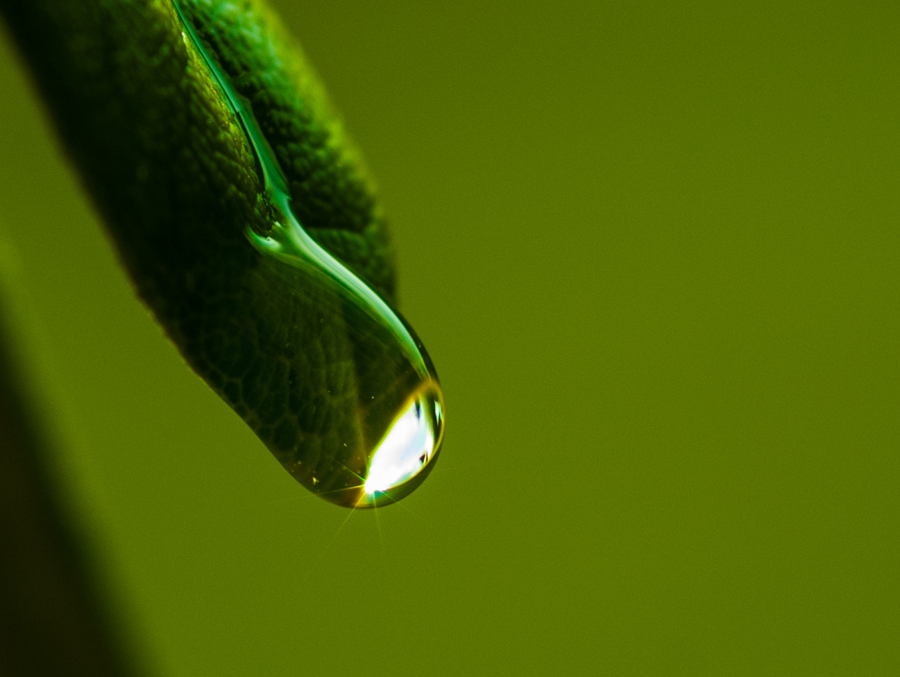 Nikon AF-S Micro-Nikkor 105mm F2.8G IF-ED VR sample photo. Macro drop photography