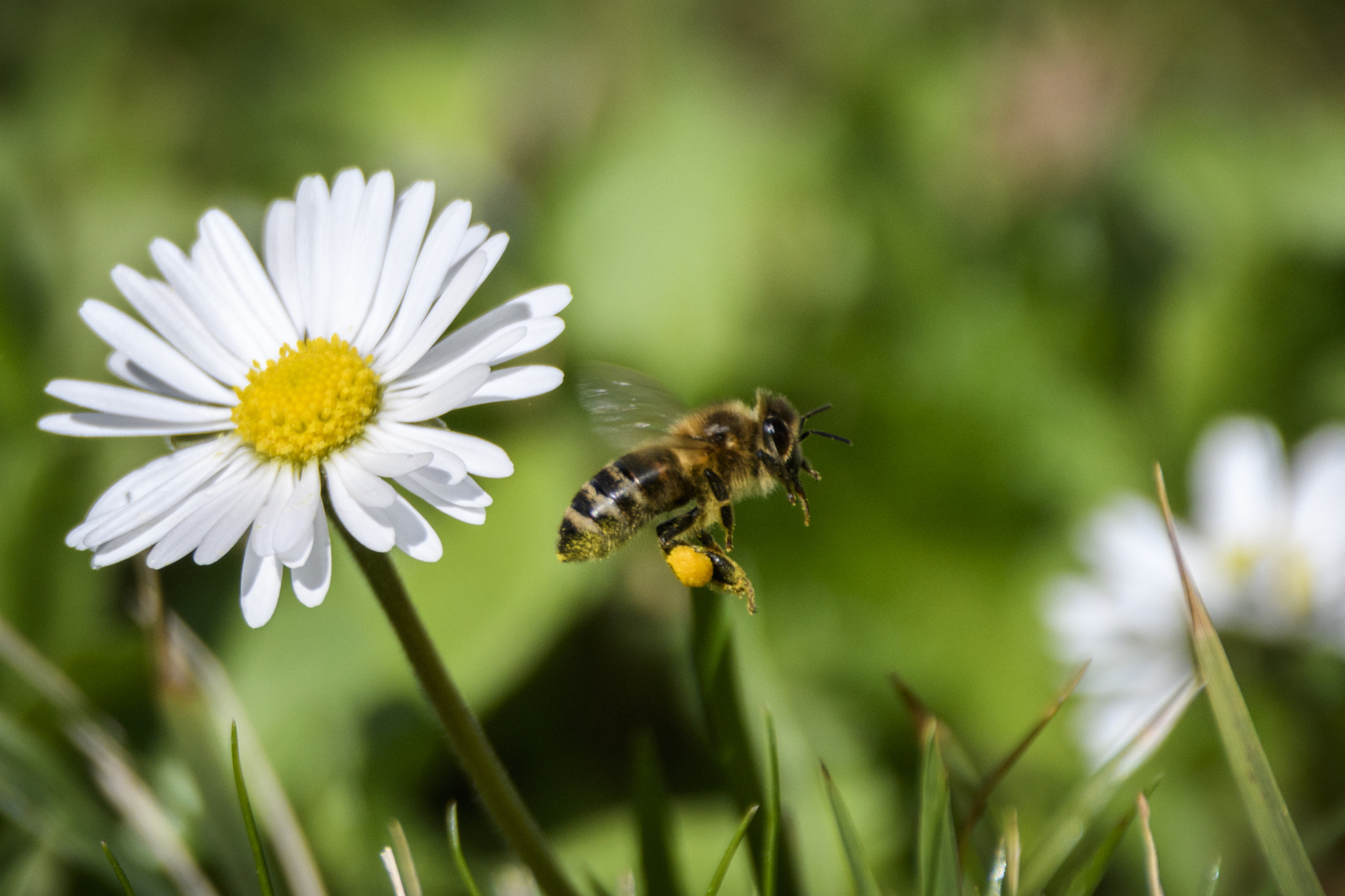 Sigma 150-600mm F5-6.3 DG OS HSM | C sample photo. Jaz photography