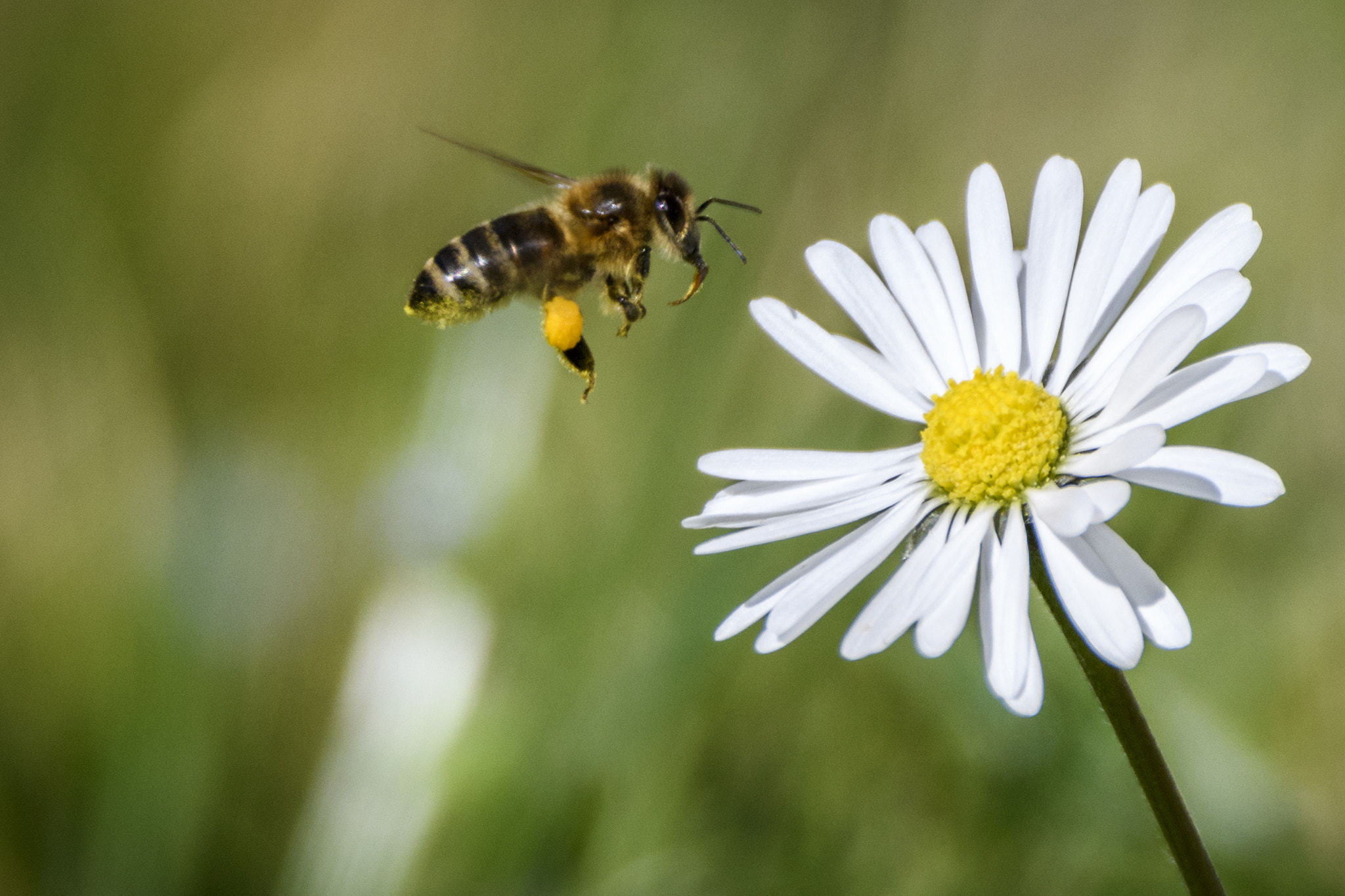 Sigma 150-600mm F5-6.3 DG OS HSM | C sample photo. Jaz photography