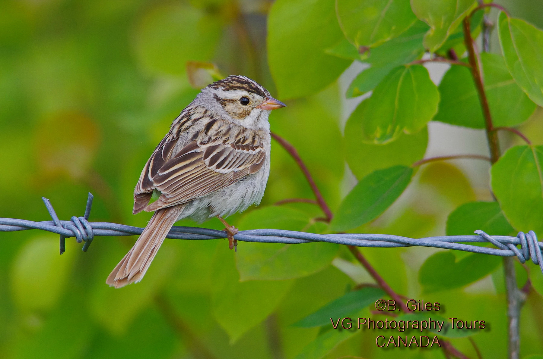 Sigma 150-500mm F5-6.3 DG OS HSM sample photo. Clay colored photography