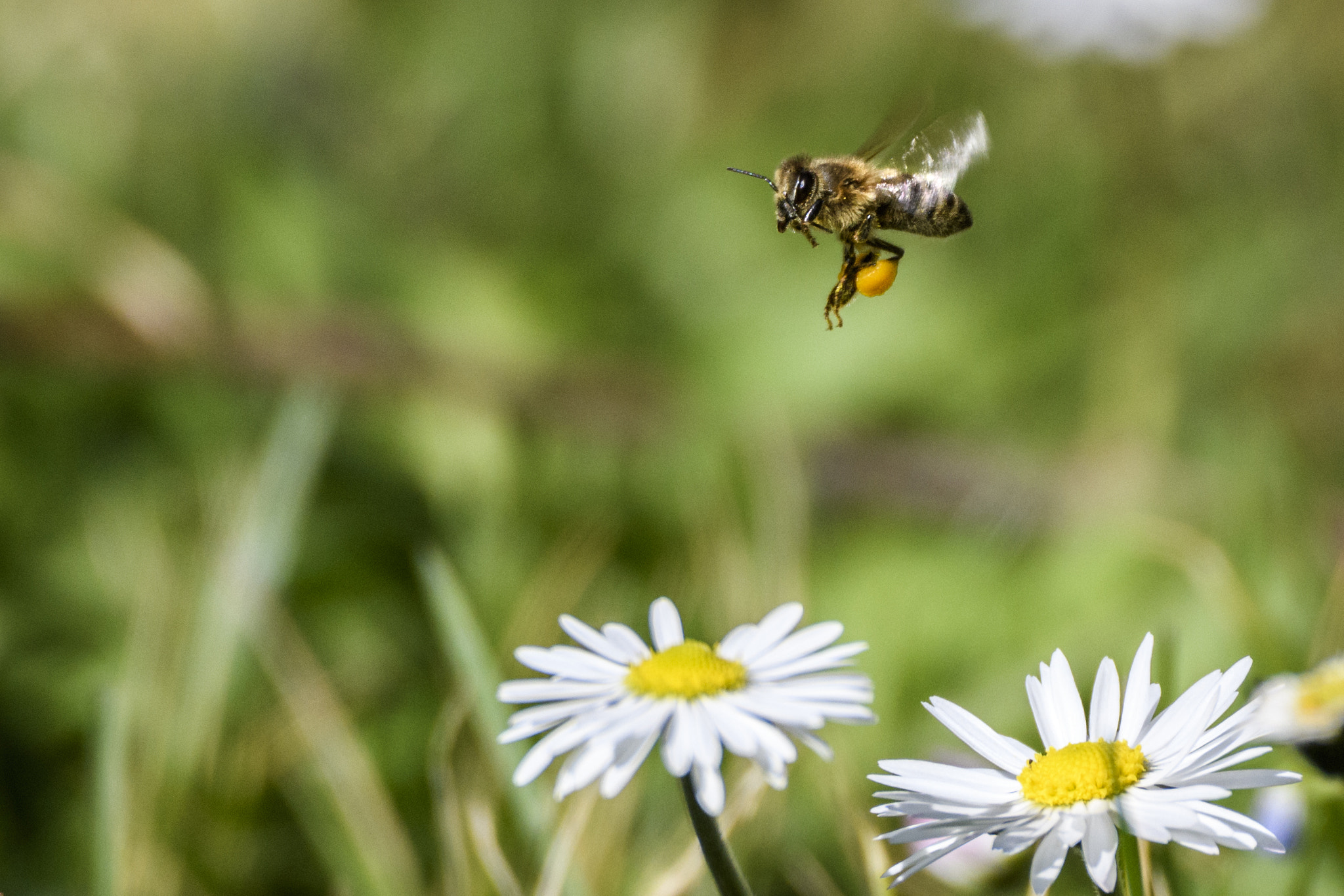 Nikon D500 + Sigma 150-600mm F5-6.3 DG OS HSM | C sample photo. _jaz0882_1.jpg photography