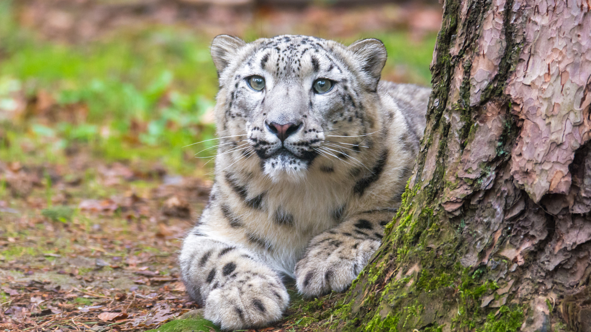 Nikon D7100 sample photo. Schneeleopard (snow leopard) photography