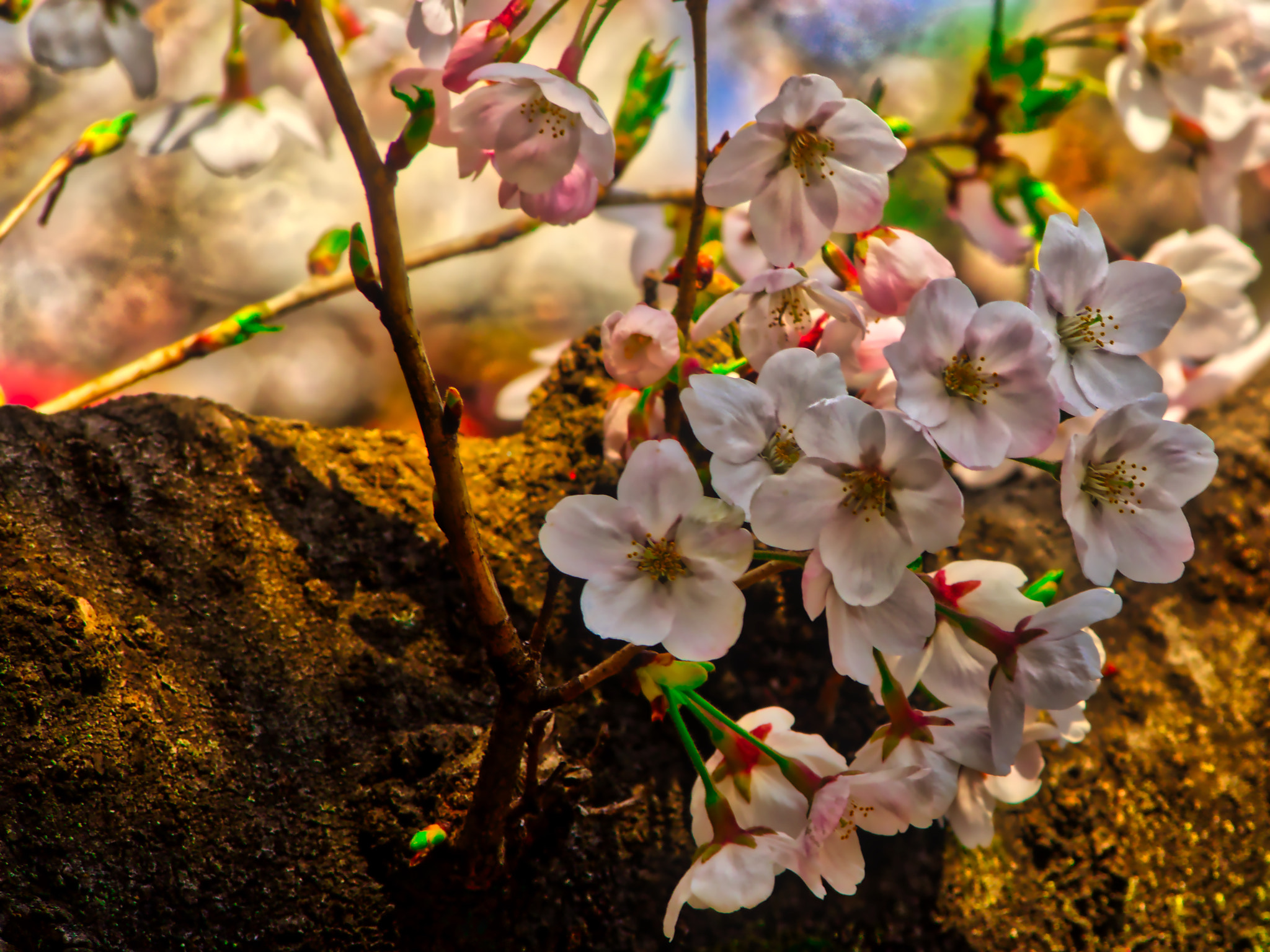 Olympus OM-D E-M1 sample photo. Cherry blossoms on a 100 year old tree photography