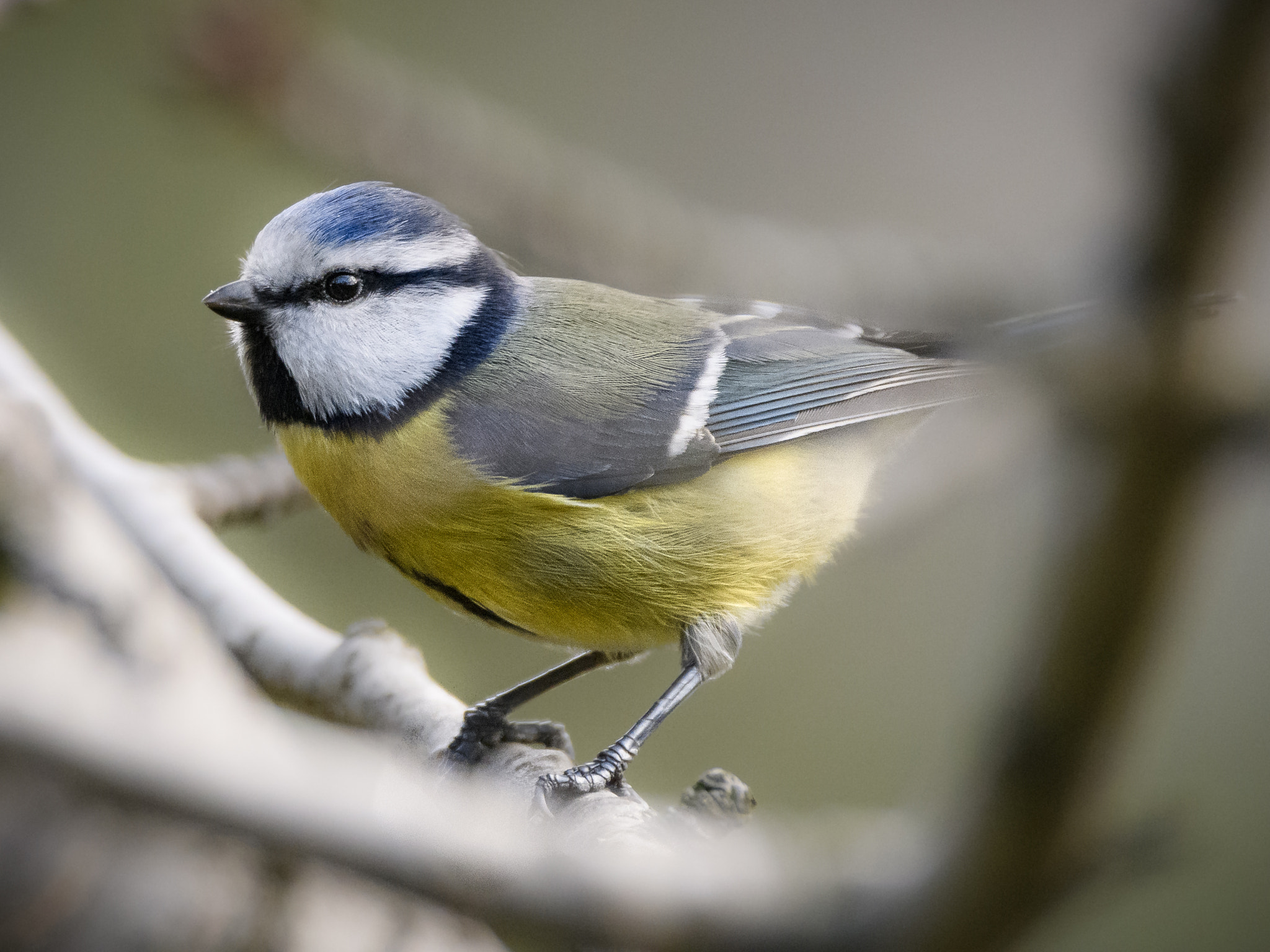 Sigma 150-600mm F5-6.3 DG OS HSM | C sample photo. Jaz photography