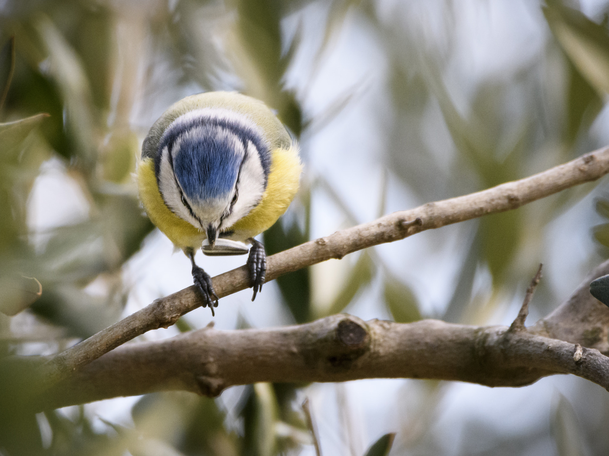 Sigma 150-600mm F5-6.3 DG OS HSM | C sample photo. Jaz photography