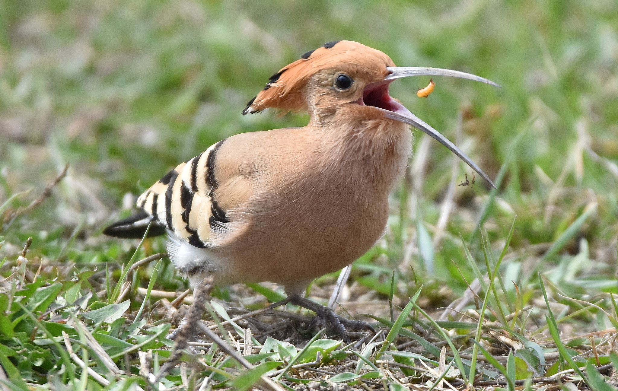 Nikon D7200 sample photo. Eurasian hoopoe dinner time photography