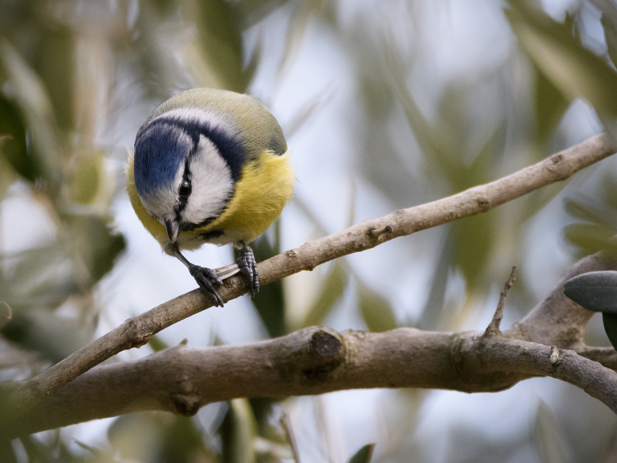 Sigma 150-600mm F5-6.3 DG OS HSM | C sample photo. Jaz photography