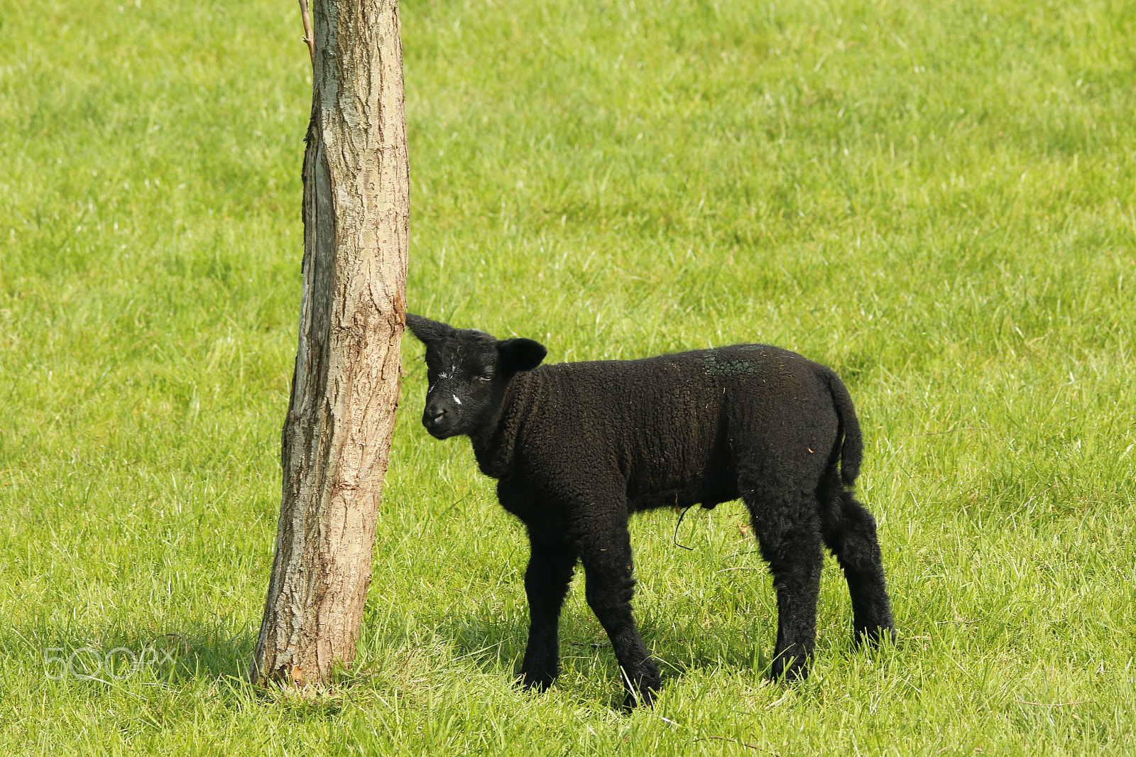 Sigma 150-500mm F5-6.3 DG OS HSM sample photo. Black lamb in the grassland photography