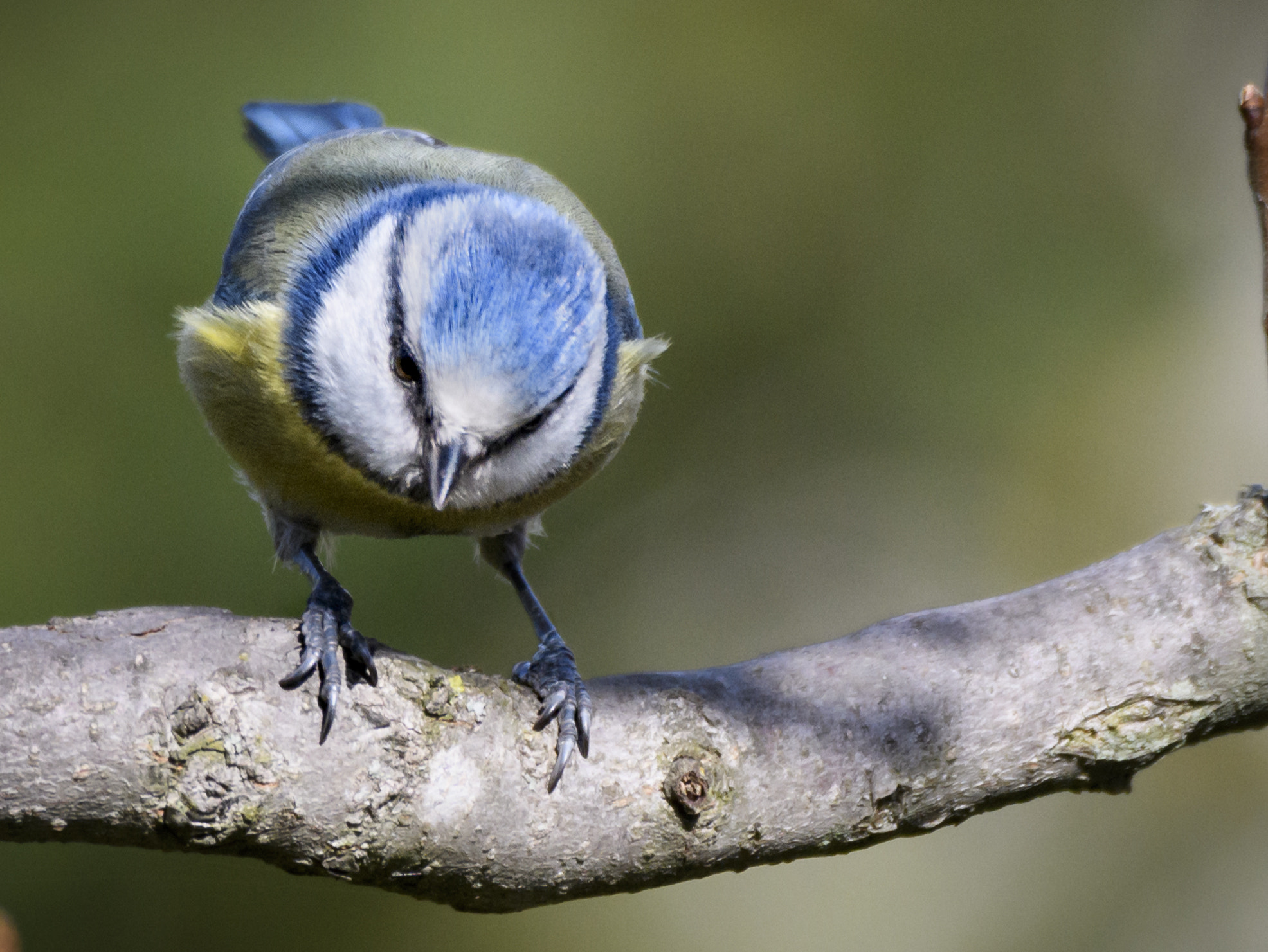 Sigma 150-600mm F5-6.3 DG OS HSM | C sample photo. Jaz photography