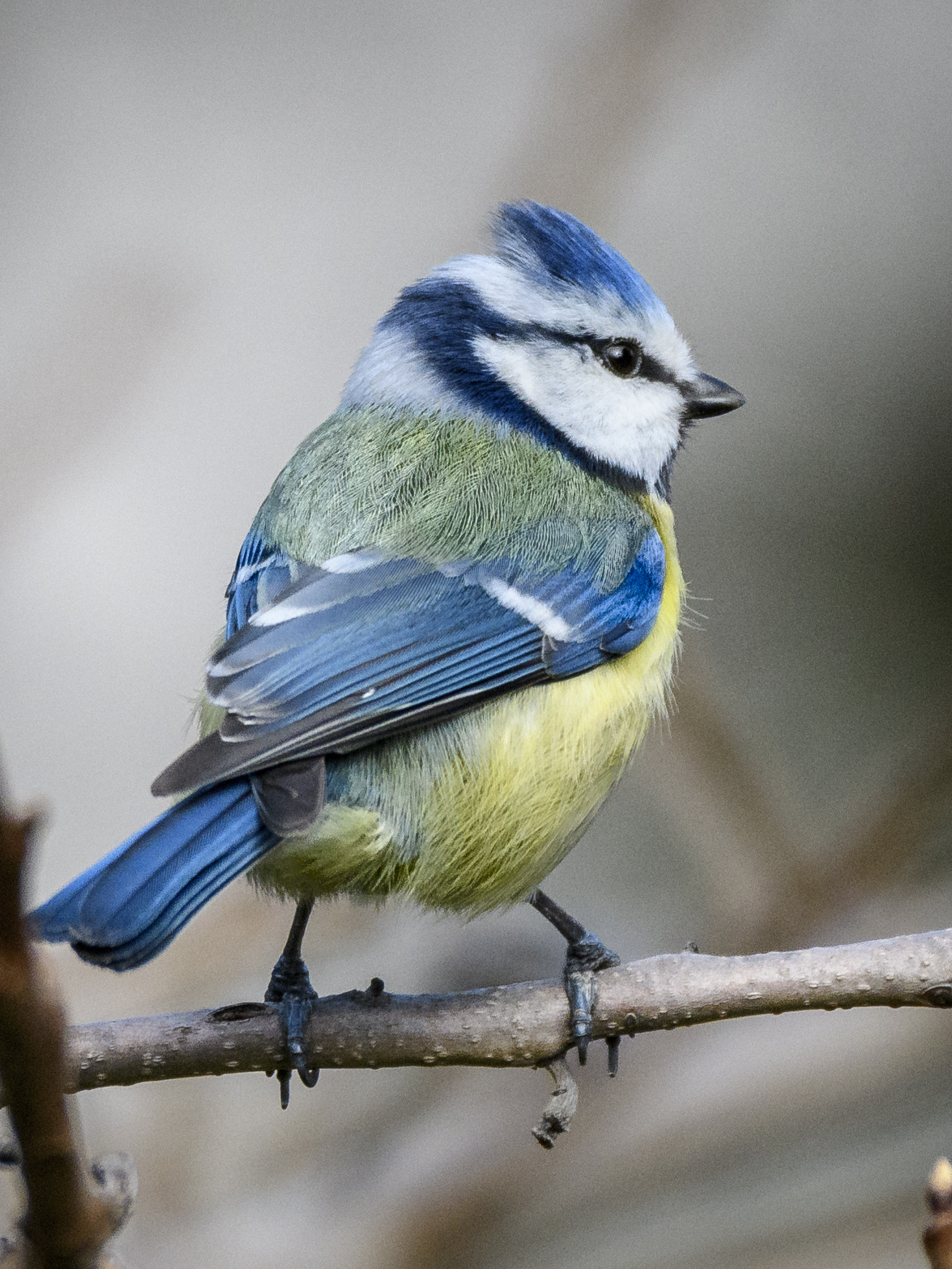 Sigma 150-600mm F5-6.3 DG OS HSM | C sample photo. Jaz photography