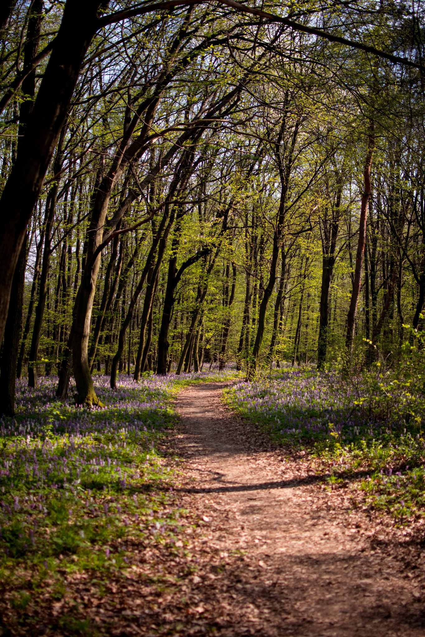 Nikon AF-S DX Nikkor 35mm F1.8G sample photo. Path in wonderland photography