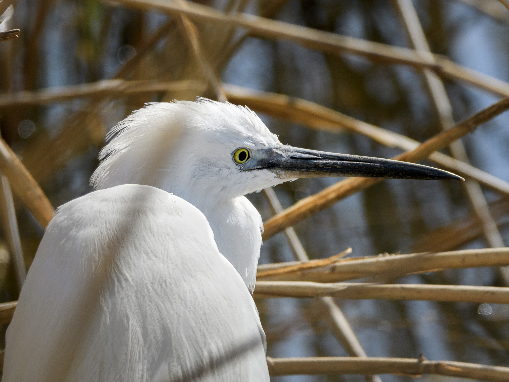 Sigma 150-600mm F5-6.3 DG OS HSM | C sample photo. _jaz5165-1.jpg photography