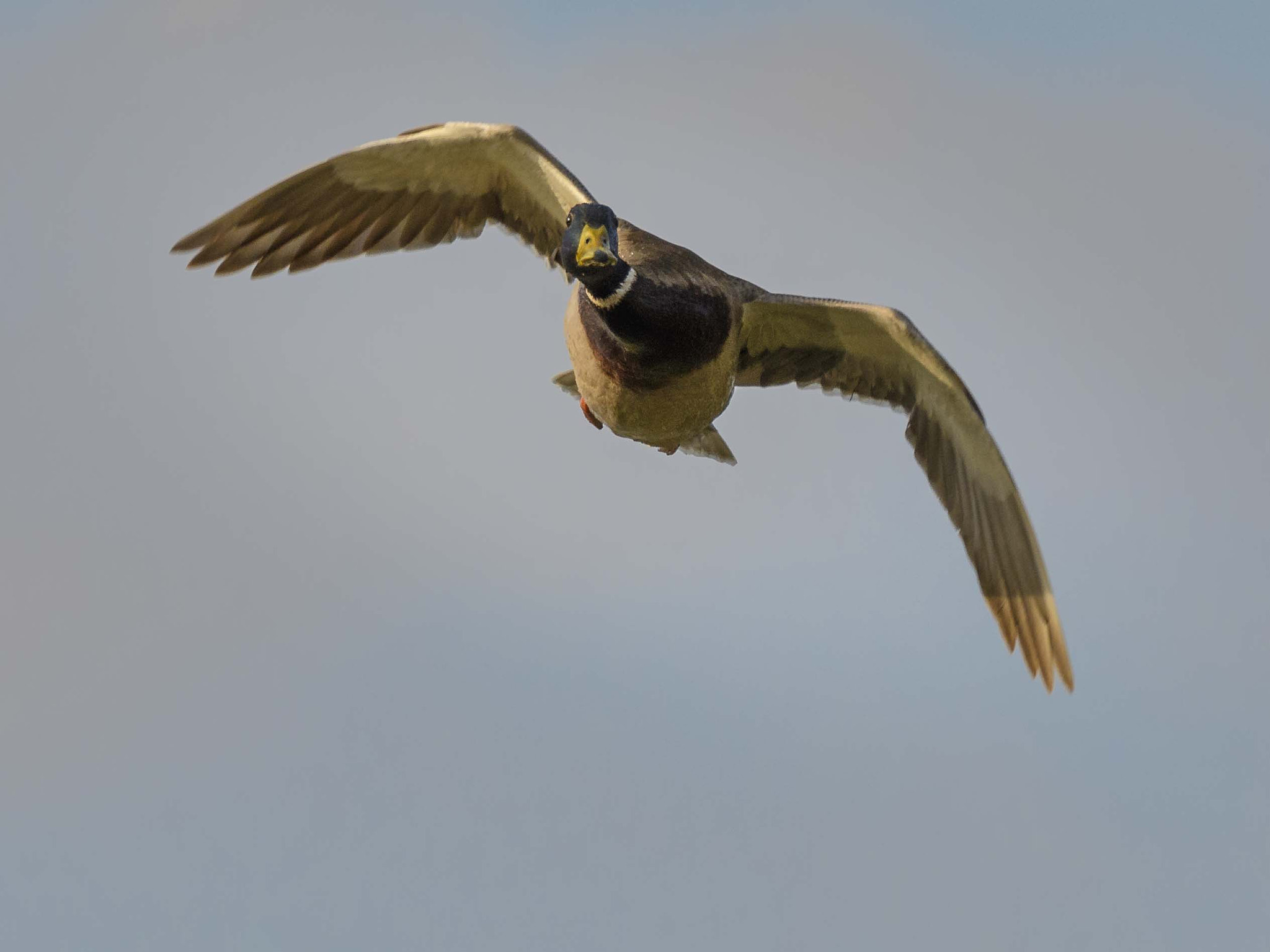 Sigma 150-600mm F5-6.3 DG OS HSM | C sample photo. Jaz photography