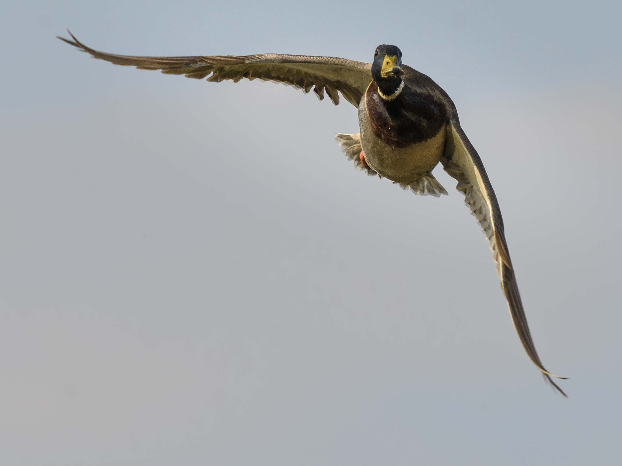 Sigma 150-600mm F5-6.3 DG OS HSM | C sample photo. Jaz photography