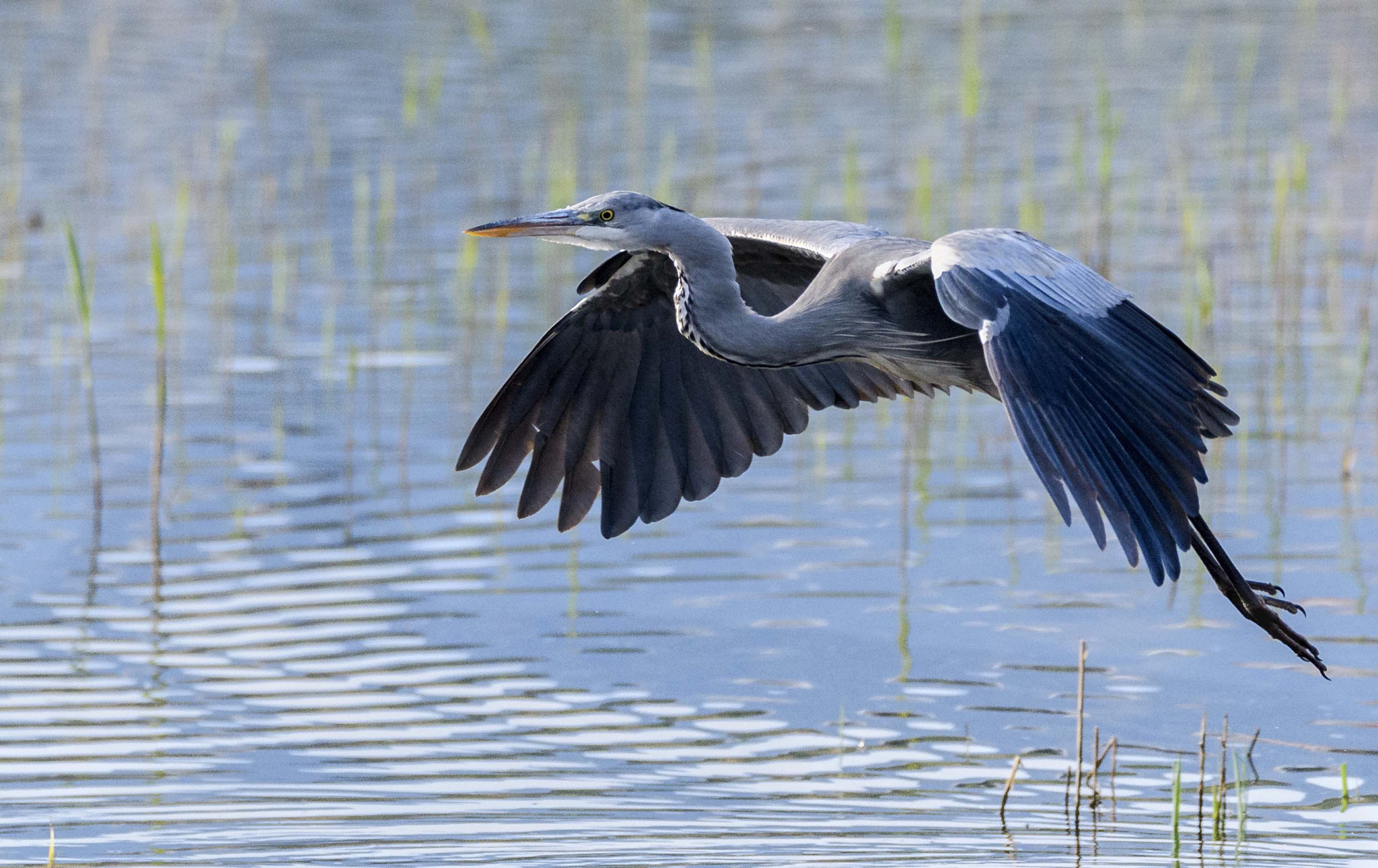 Sigma 150-600mm F5-6.3 DG OS HSM | C sample photo. Jaz photography
