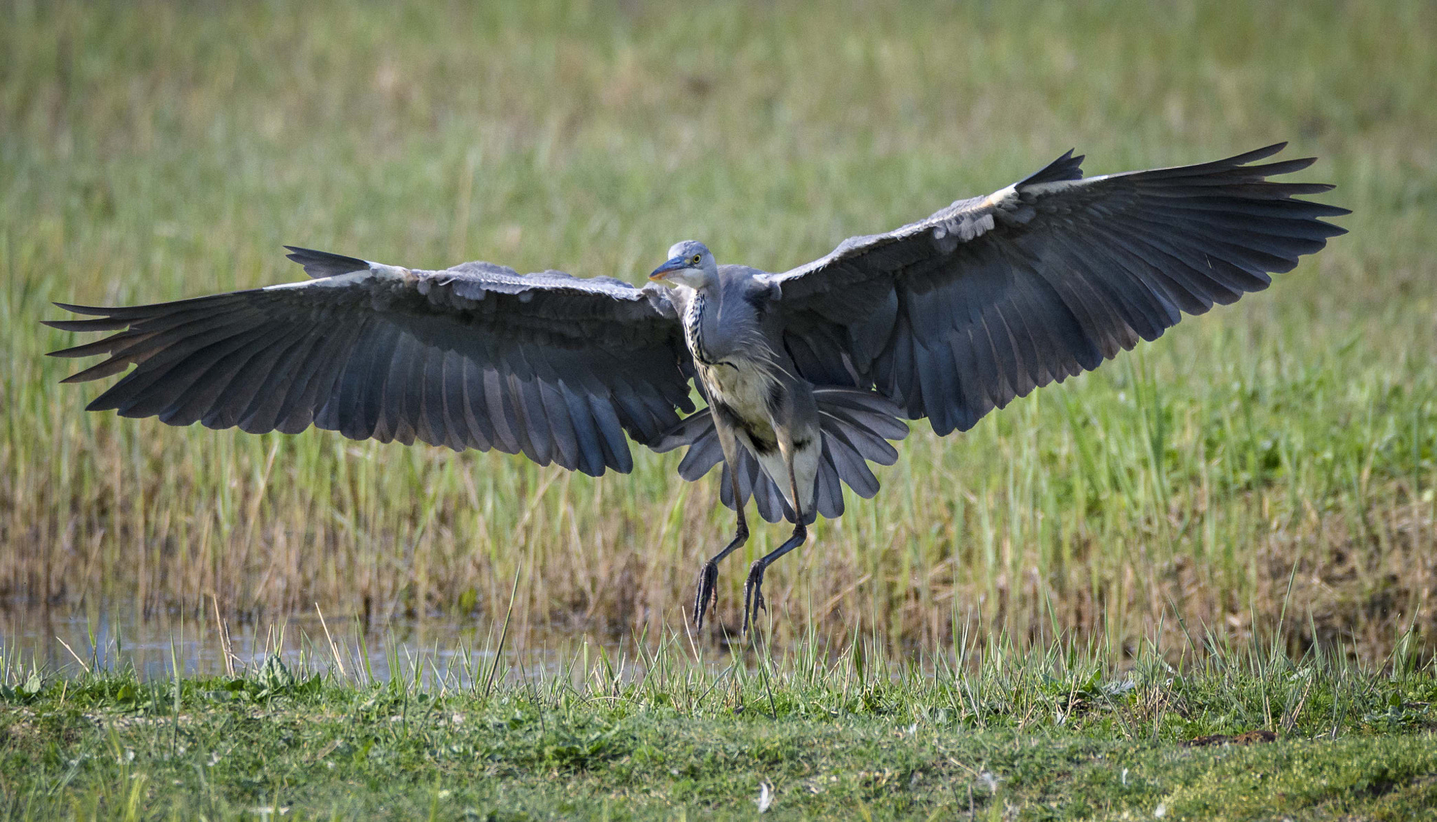 Nikon D500 + Sigma 150-600mm F5-6.3 DG OS HSM | C sample photo. Jaz photography