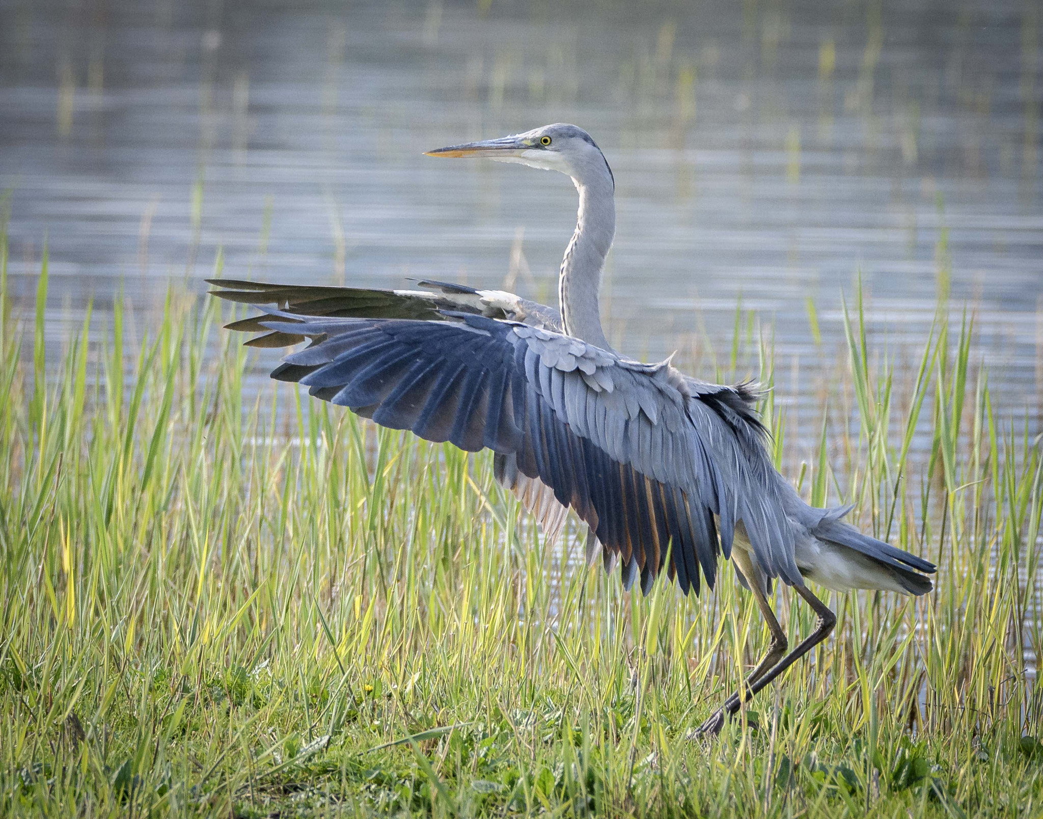 Sigma 150-600mm F5-6.3 DG OS HSM | C sample photo. Jaz photography