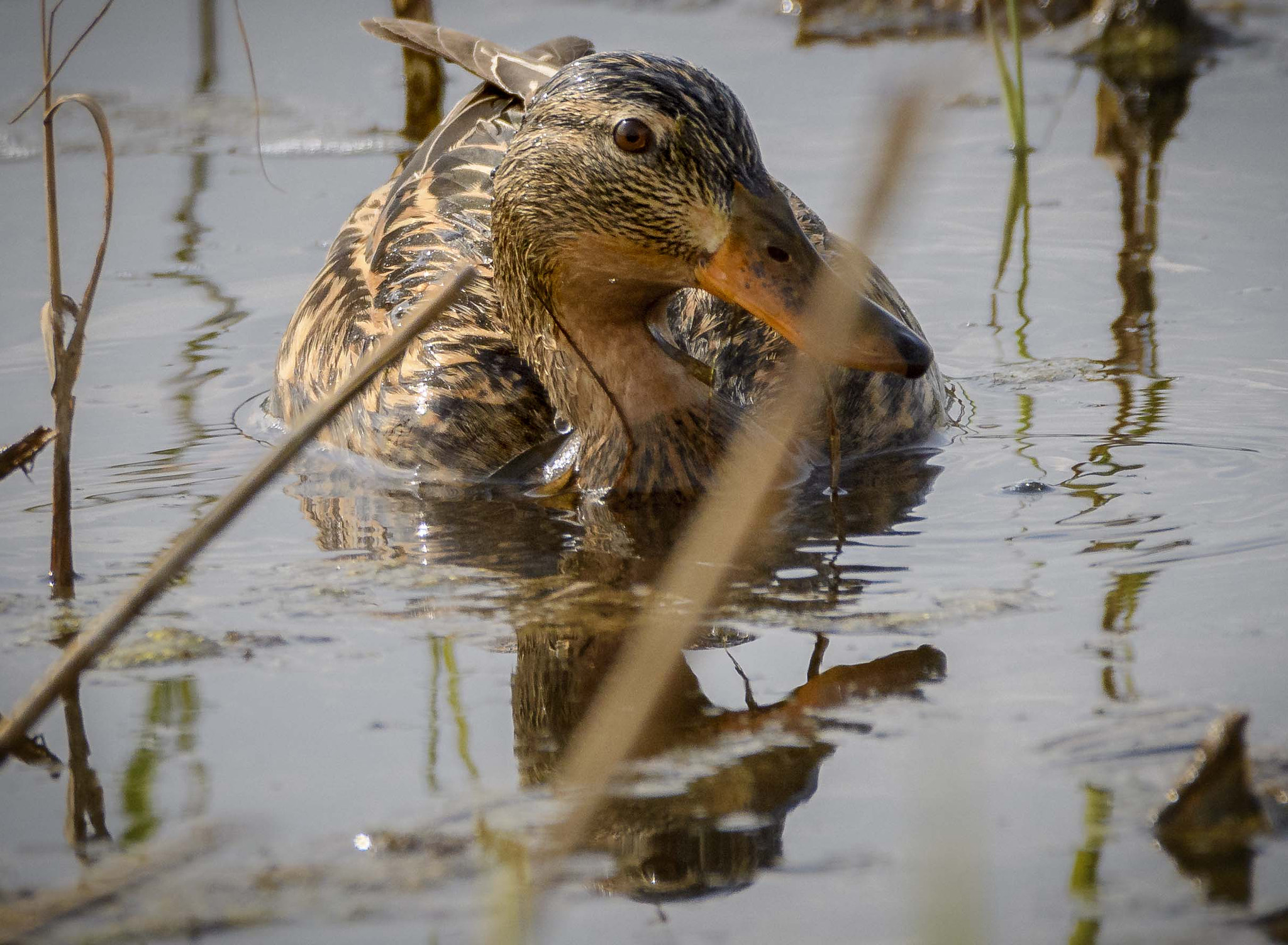 Sigma 150-600mm F5-6.3 DG OS HSM | C sample photo. _jaz6548_1.jpg photography