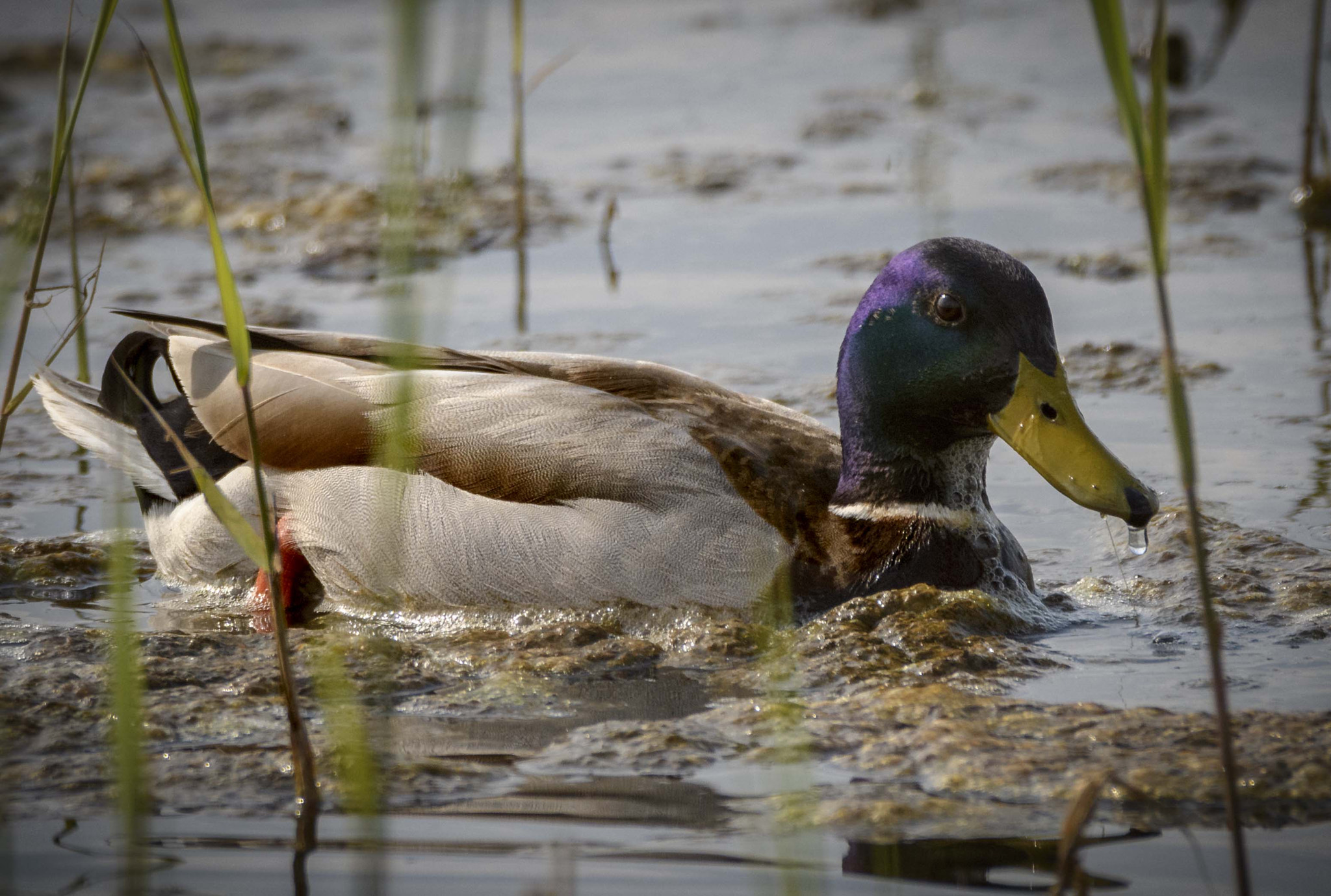 Sigma 150-600mm F5-6.3 DG OS HSM | C sample photo. _jaz6554_1.jpg photography