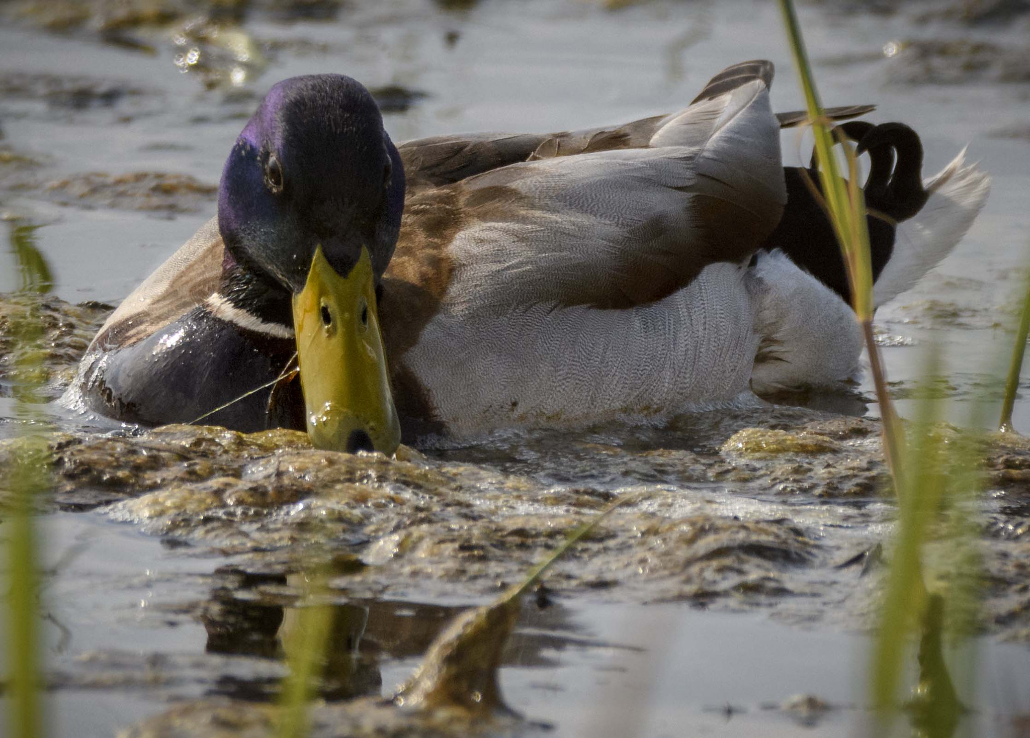 Sigma 150-600mm F5-6.3 DG OS HSM | C sample photo. Jaz photography
