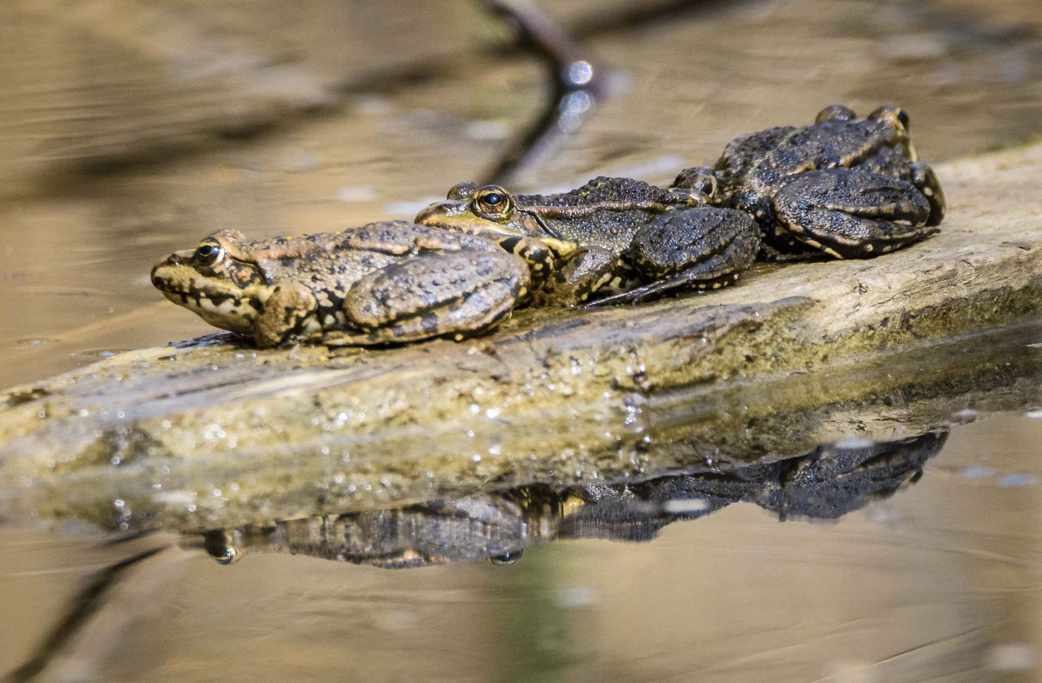 Nikon D500 + Sigma 150-600mm F5-6.3 DG OS HSM | C sample photo. Jaz photography