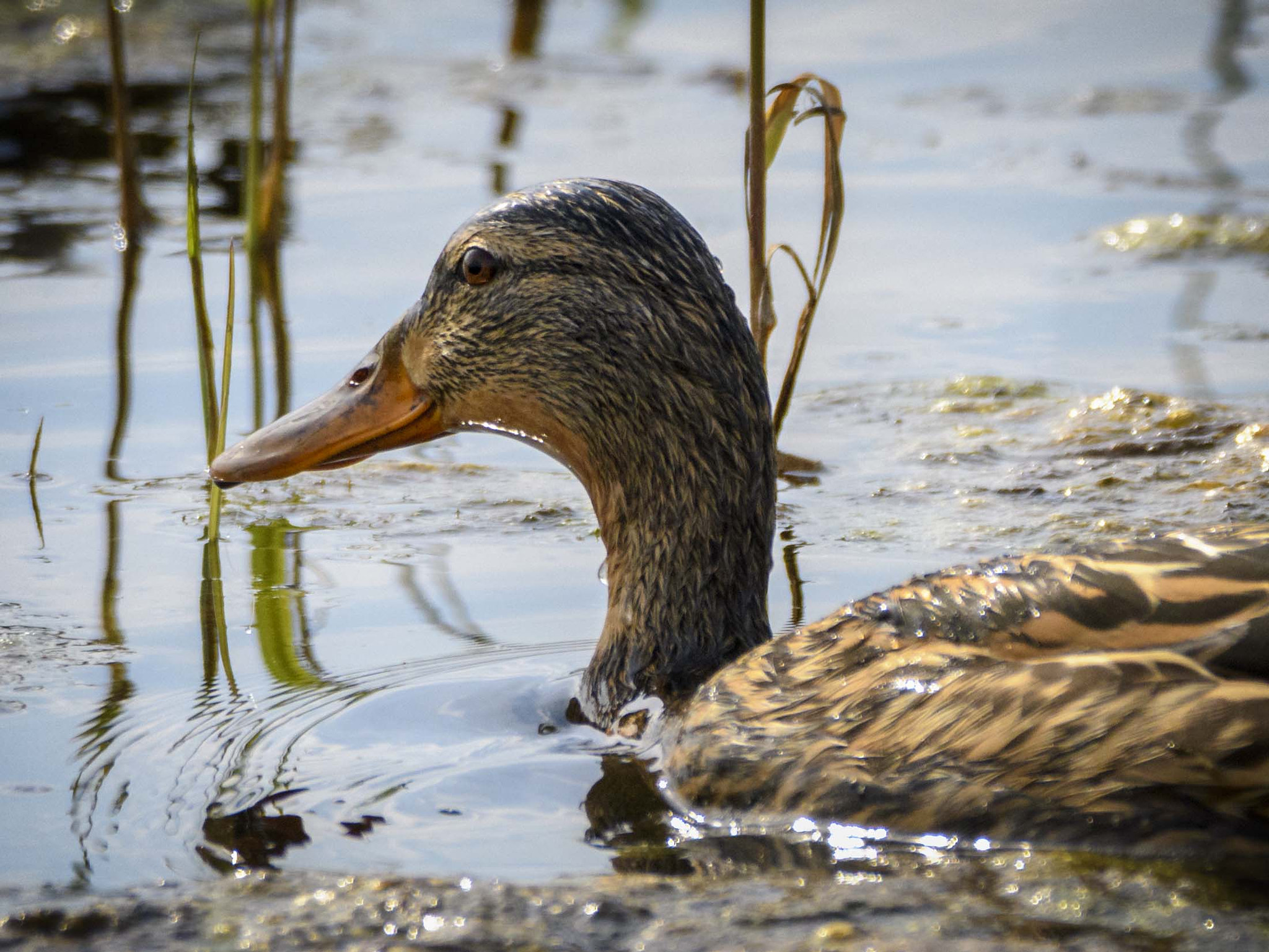 Sigma 150-600mm F5-6.3 DG OS HSM | C sample photo. _jaz6602_1.jpg photography
