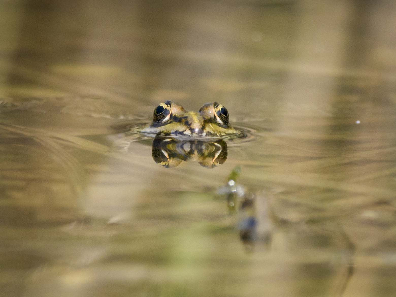 Sigma 150-600mm F5-6.3 DG OS HSM | C sample photo. Jaz photography