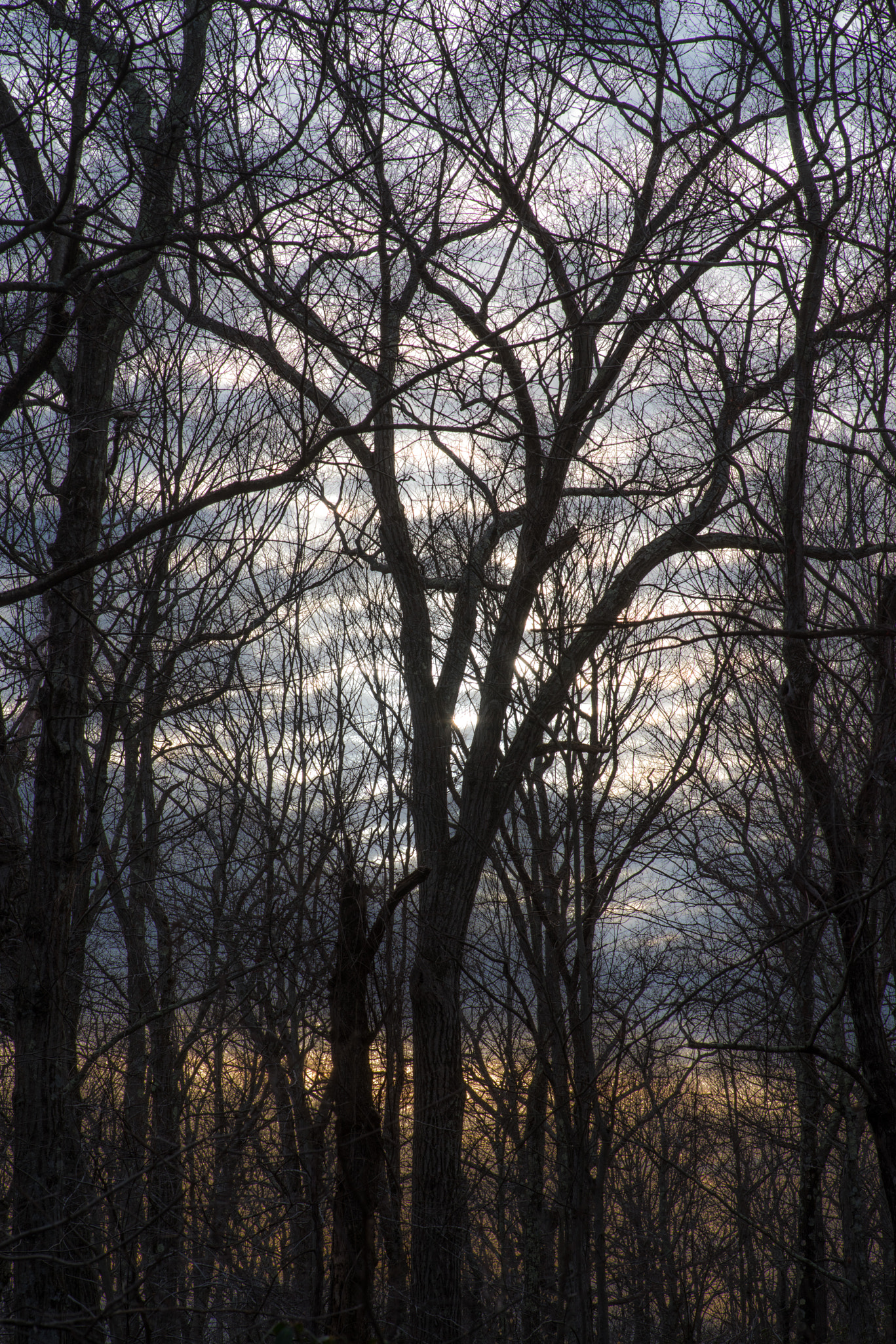 Pentax smc D-FA 100mm F2.8 Macro WR sample photo. Threads of a forest photography