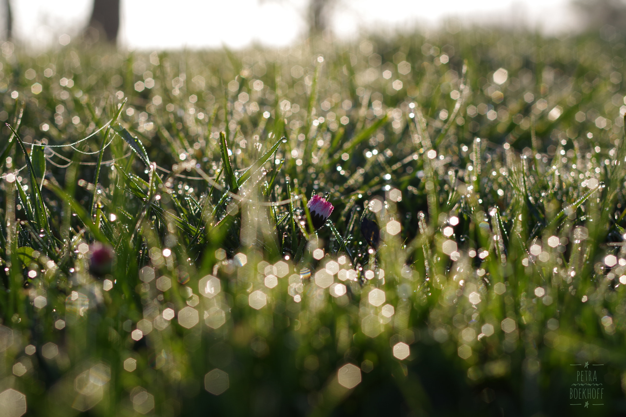 Pentax K-70 sample photo. Daisy dewdrops photography