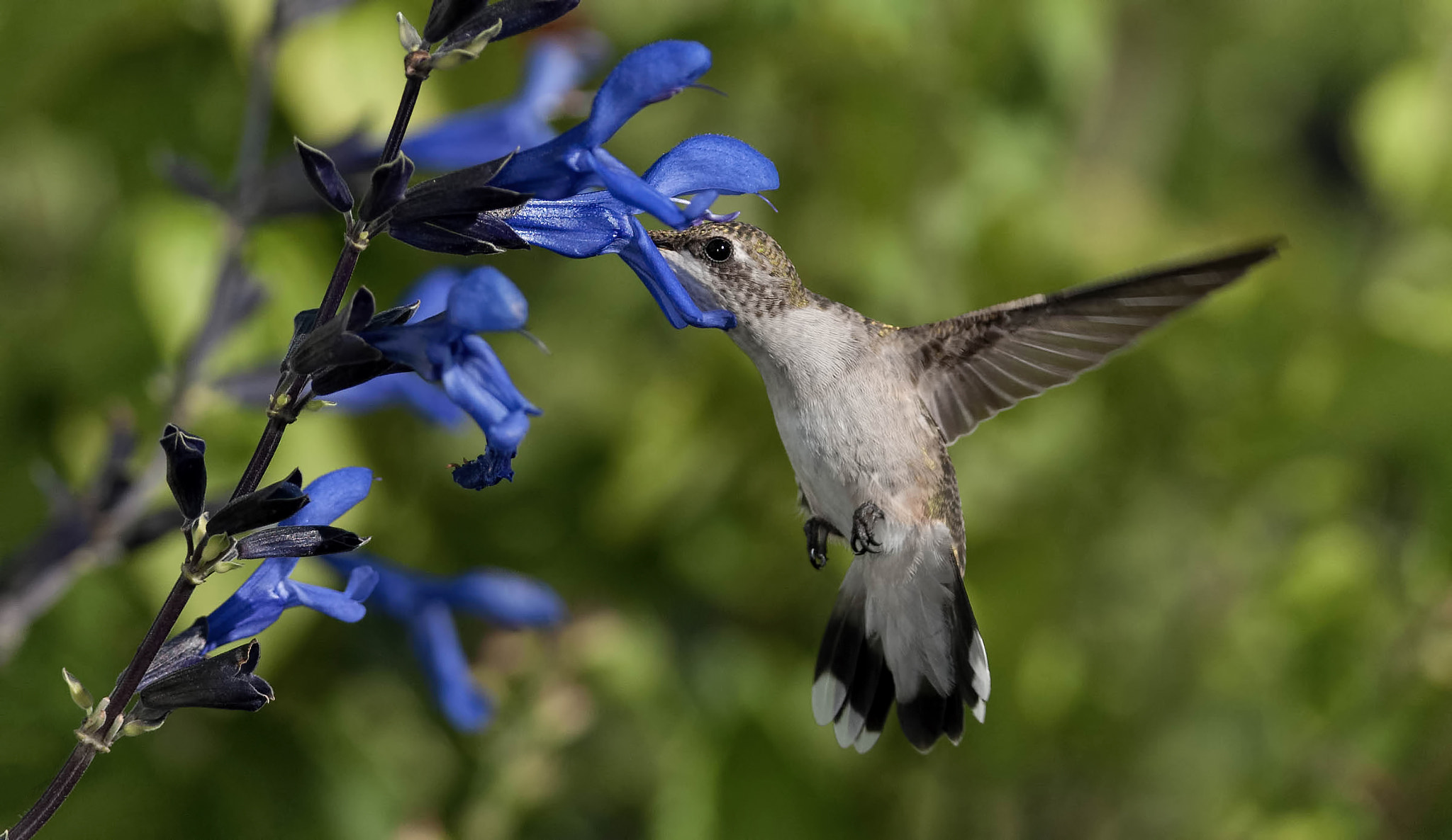 Nikon D200 + Nikon AF-S Nikkor 300mm F4D ED-IF sample photo. Nectar hound photography