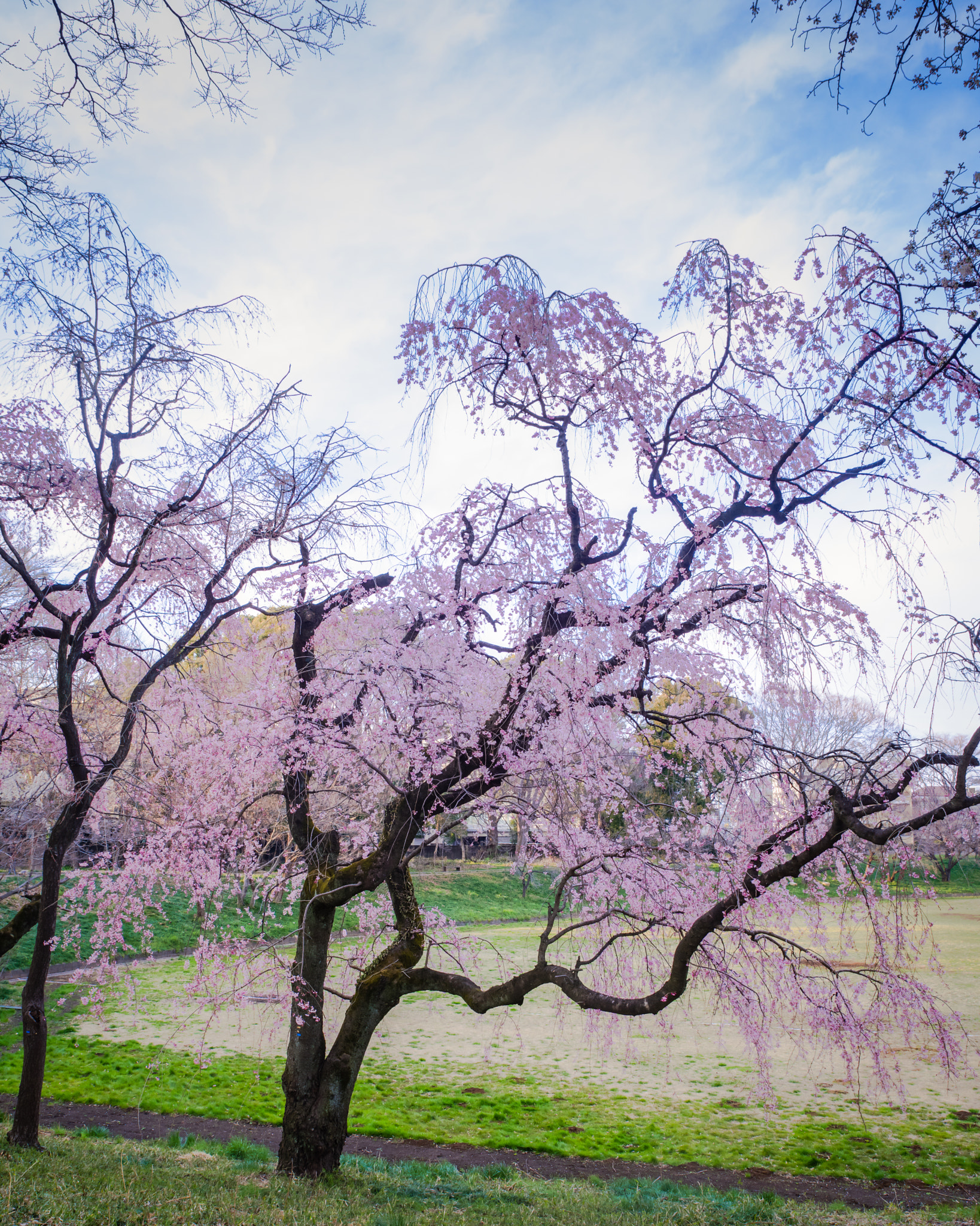 Pentax K-1 + HD Pentax D FA 24-70mm F2.8 ED SDM WR sample photo. Imgp0481-2.jpg photography