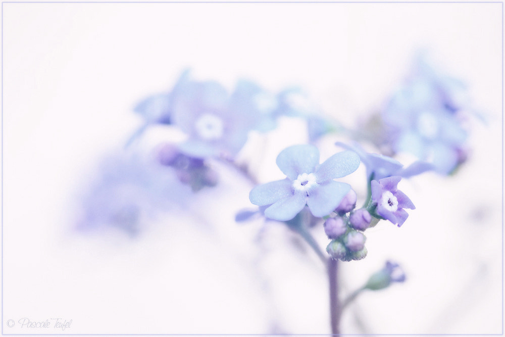 Sigma 150mm F2.8 EX DG Macro HSM sample photo. Vergissmeinnicht - forget-me-not -  勿忘我 photography