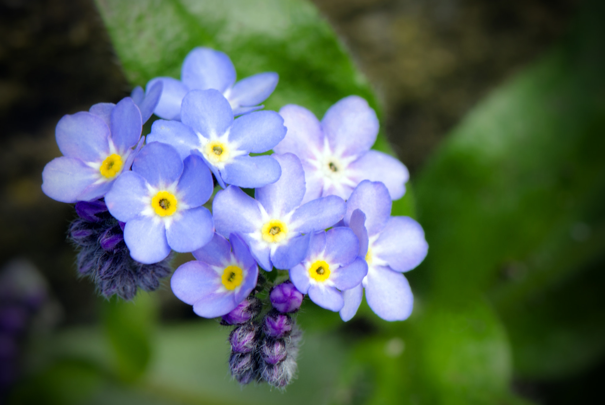 Nikon AF-S Micro-Nikkor 105mm F2.8G IF-ED VR sample photo. Feeling blue... photography