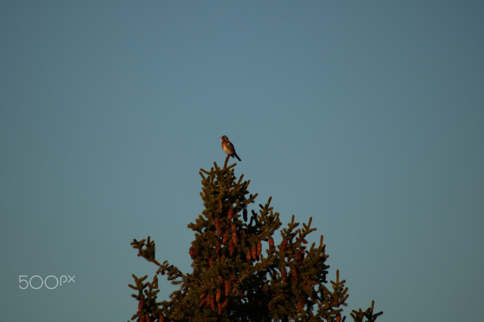Canon EOS 750D (EOS Rebel T6i / EOS Kiss X8i) sample photo. Spring evening in sweden photography